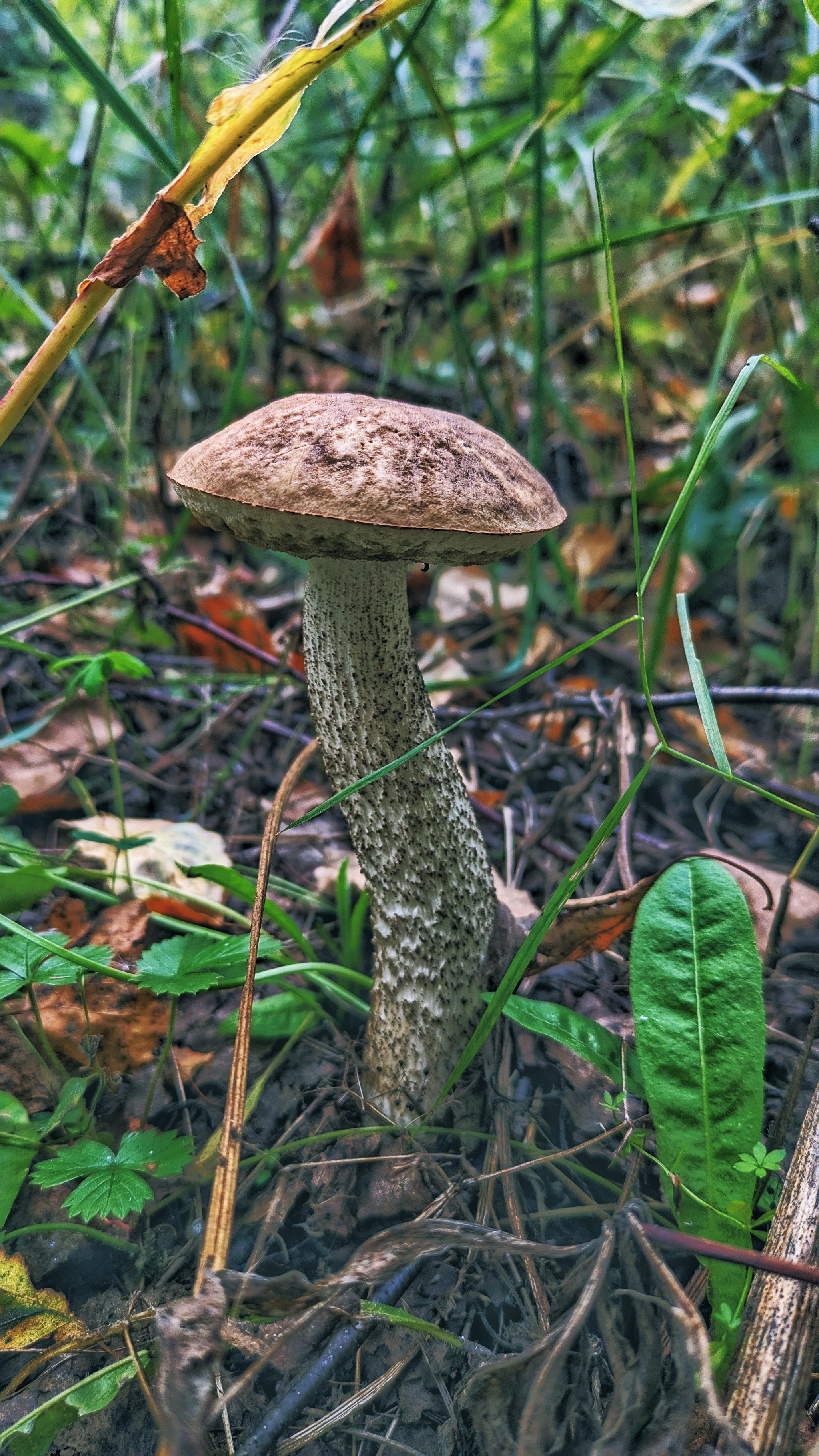 Actually, the second batch of photos from our mini mushroom picking trip... - My, Google, Pixel Art, Google pixel smartphone, Pixel, Vyksa, Nizhny Novgorod Region, Forest, Mushrooms, The photo, Mobile photography, Beautiful view, Grass, Longpost