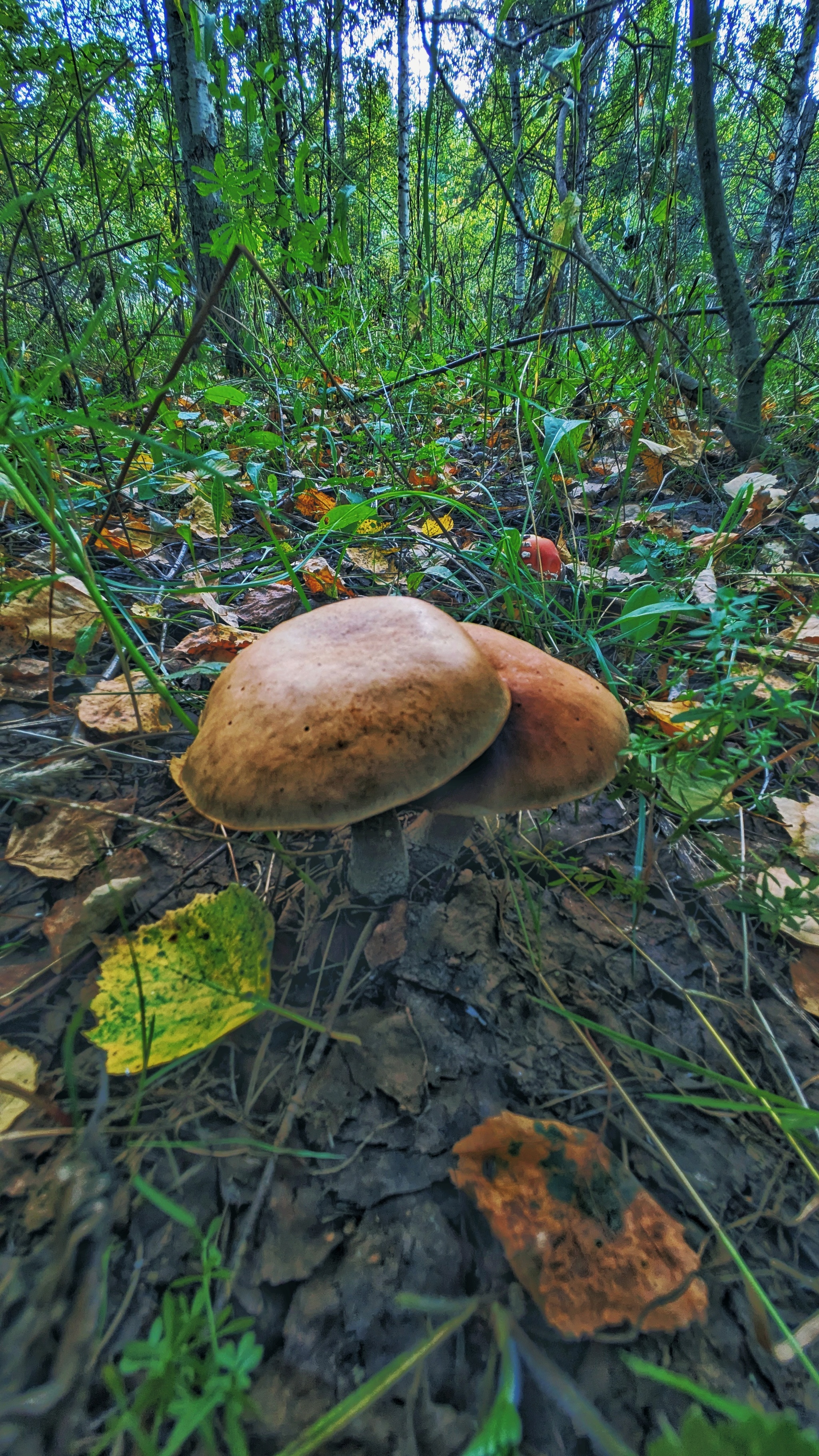 Actually, the second batch of photos from our mini mushroom picking trip... - My, Google, Pixel Art, Google pixel smartphone, Pixel, Vyksa, Nizhny Novgorod Region, Forest, Mushrooms, The photo, Mobile photography, Beautiful view, Grass, Longpost