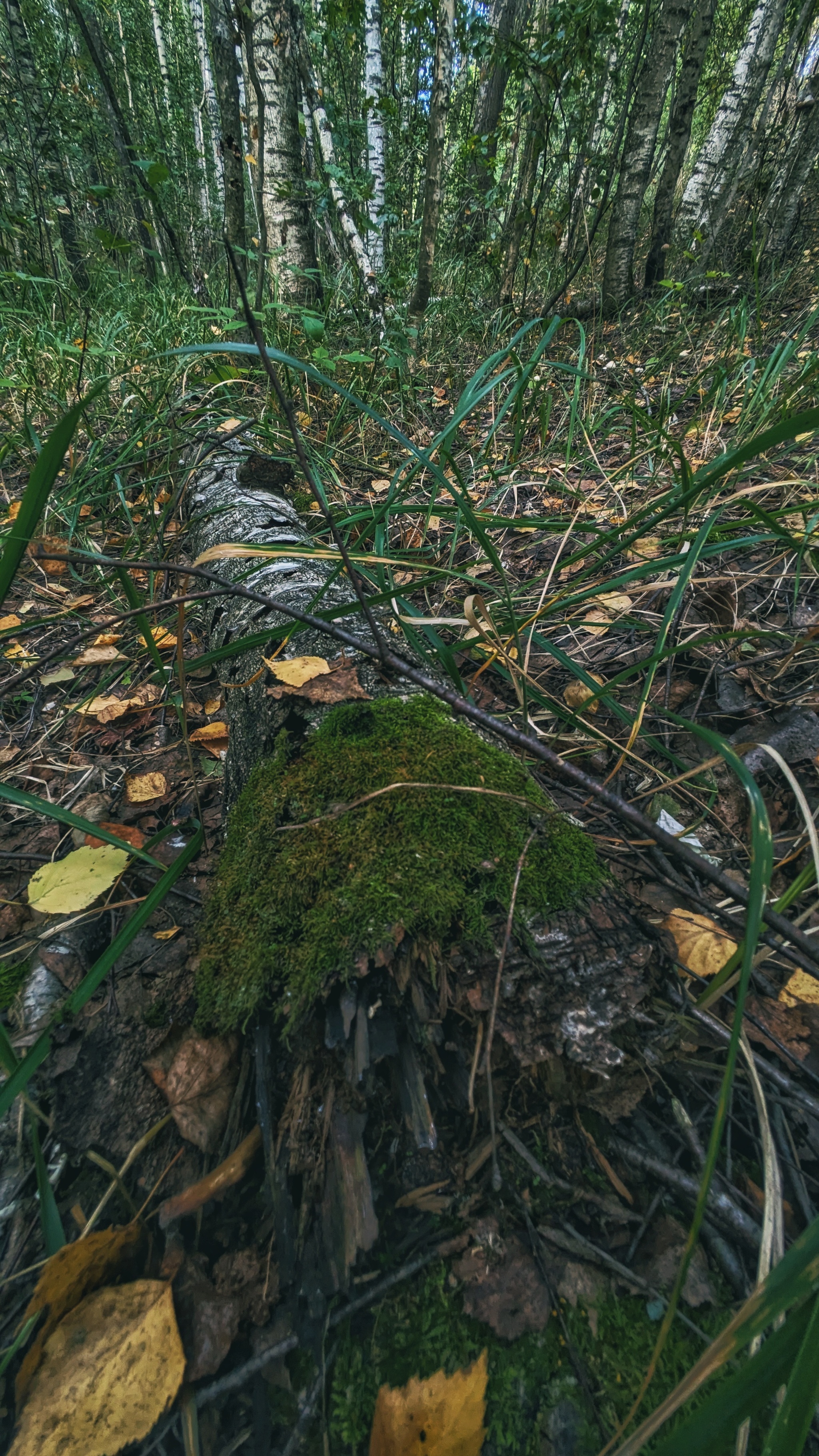 Actually, the second batch of photos from our mini mushroom picking trip... - My, Google, Pixel Art, Google pixel smartphone, Pixel, Vyksa, Nizhny Novgorod Region, Forest, Mushrooms, The photo, Mobile photography, Beautiful view, Grass, Longpost