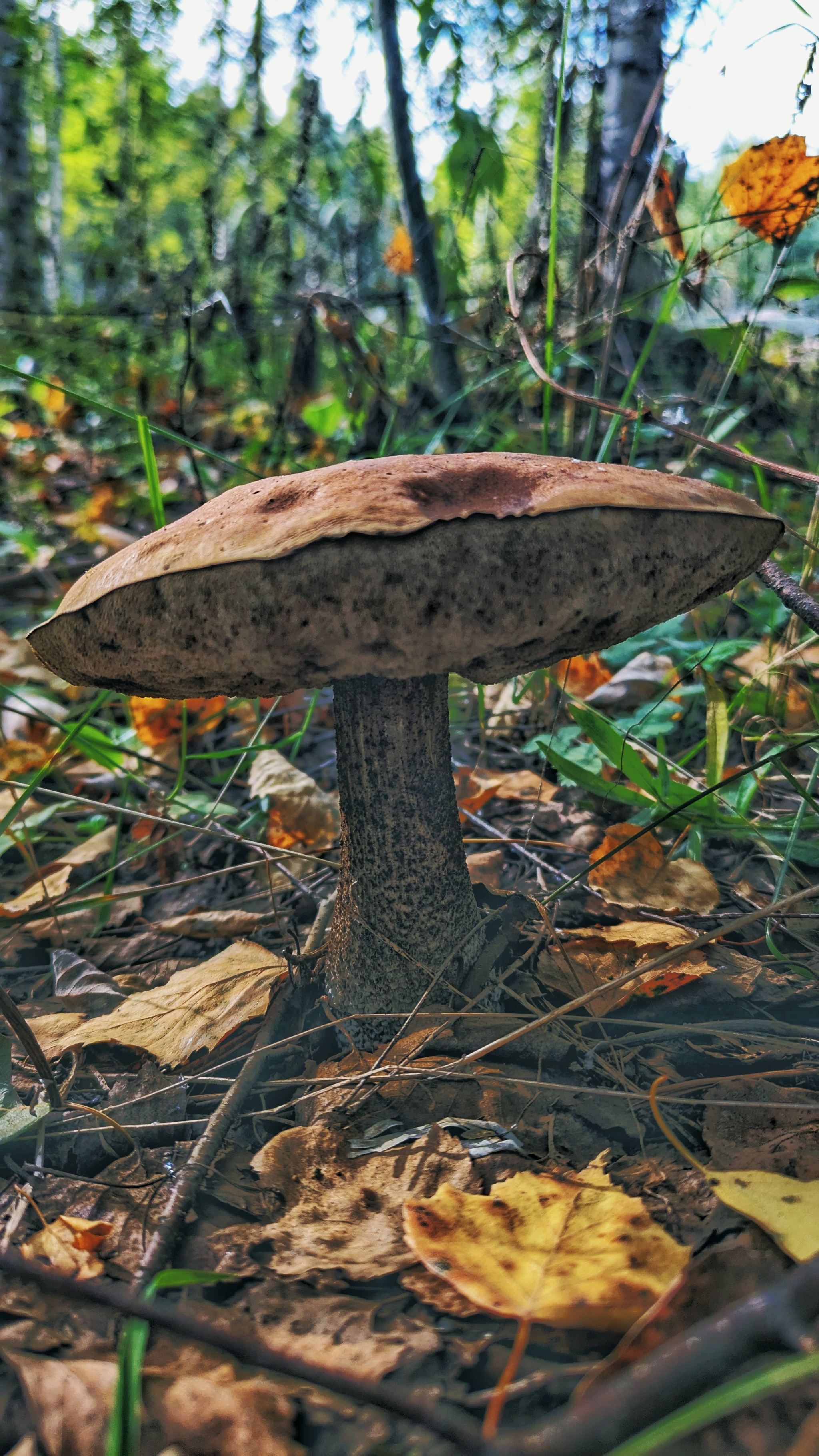 Actually, the second batch of photos from our mini mushroom picking trip... - My, Google, Pixel Art, Google pixel smartphone, Pixel, Vyksa, Nizhny Novgorod Region, Forest, Mushrooms, The photo, Mobile photography, Beautiful view, Grass, Longpost