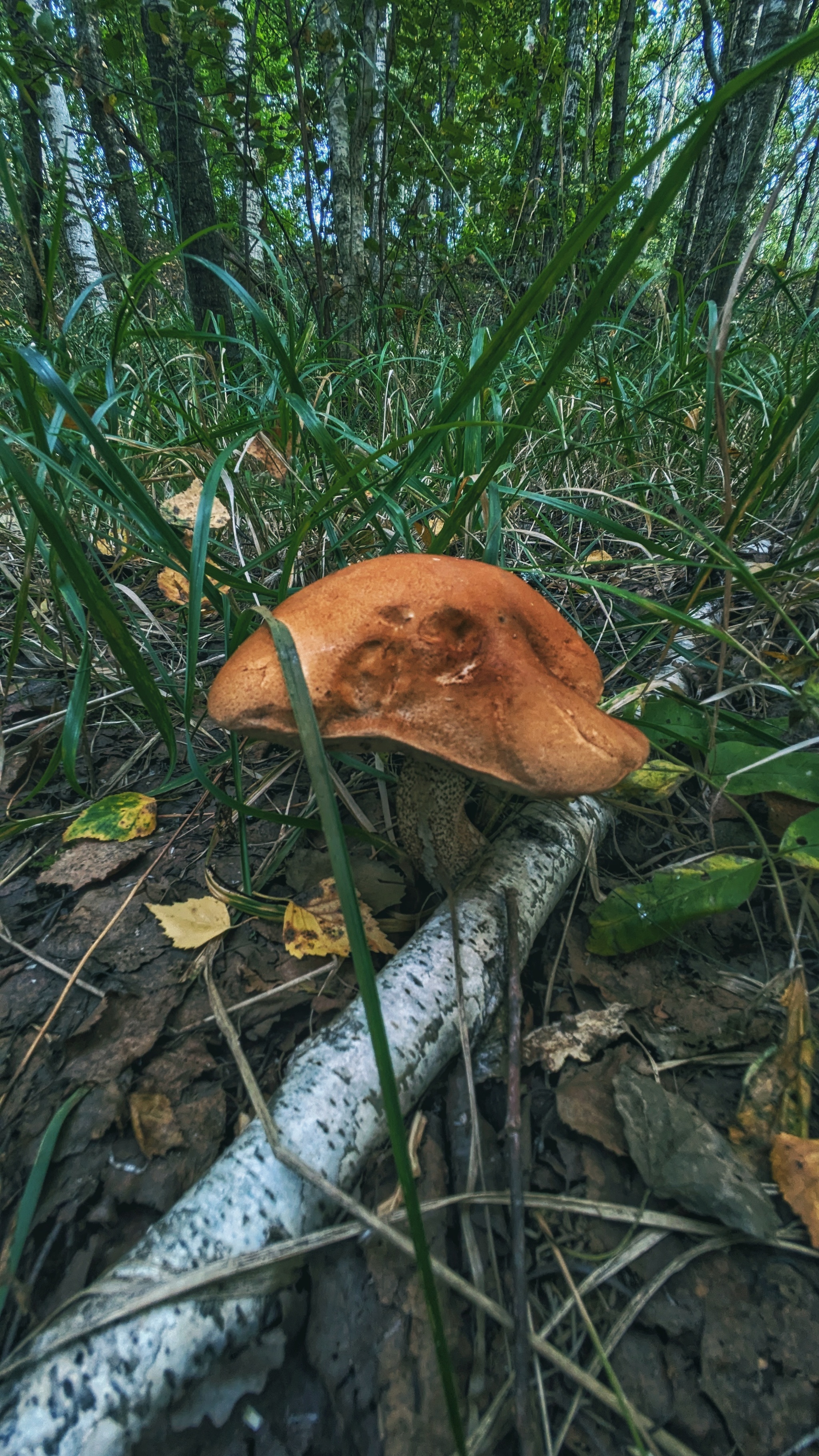 Actually, the second batch of photos from our mini mushroom picking trip... - My, Google, Pixel Art, Google pixel smartphone, Pixel, Vyksa, Nizhny Novgorod Region, Forest, Mushrooms, The photo, Mobile photography, Beautiful view, Grass, Longpost