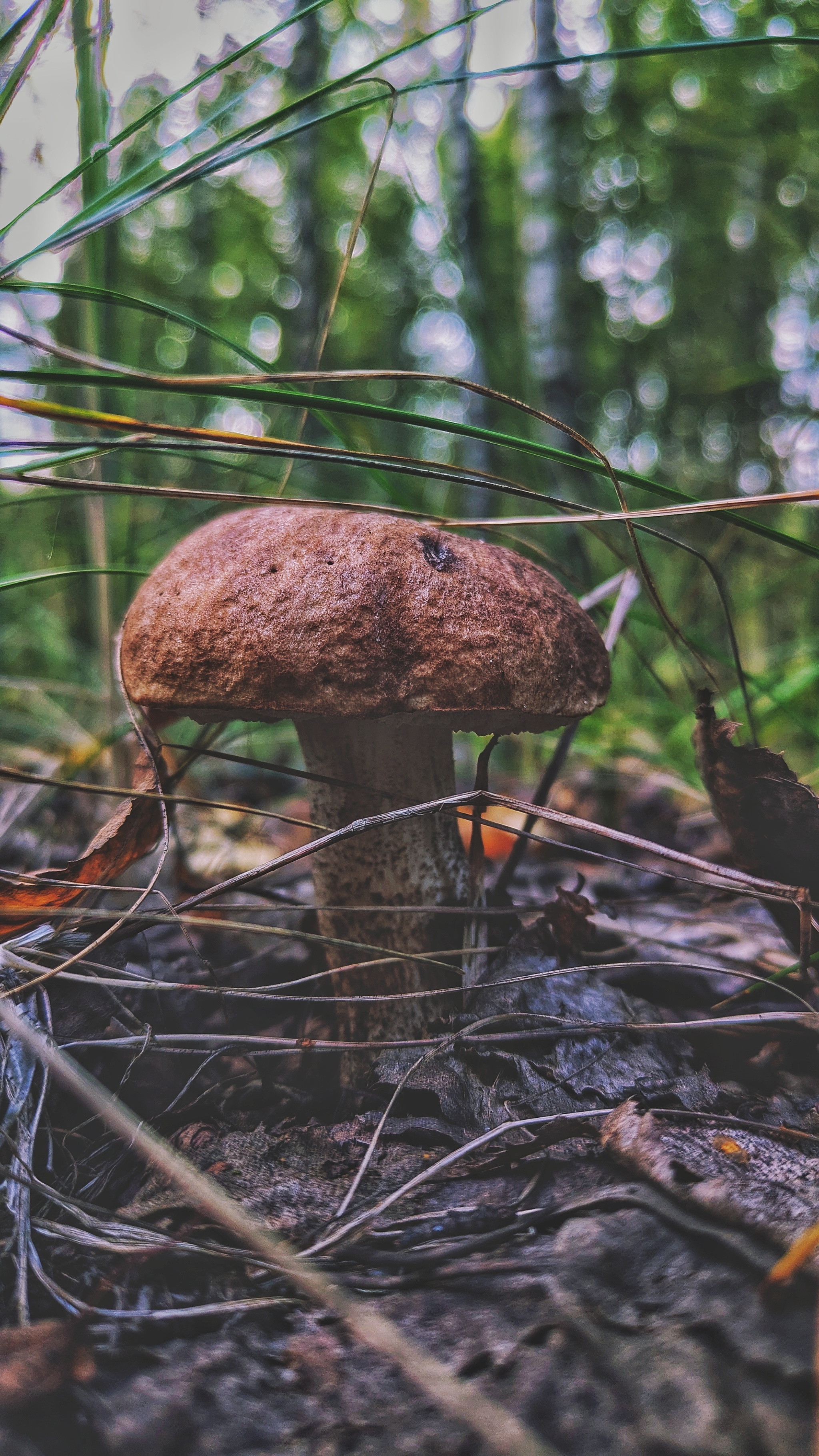 Actually, the second batch of photos from our mini mushroom picking trip... - My, Google, Pixel Art, Google pixel smartphone, Pixel, Vyksa, Nizhny Novgorod Region, Forest, Mushrooms, The photo, Mobile photography, Beautiful view, Grass, Longpost