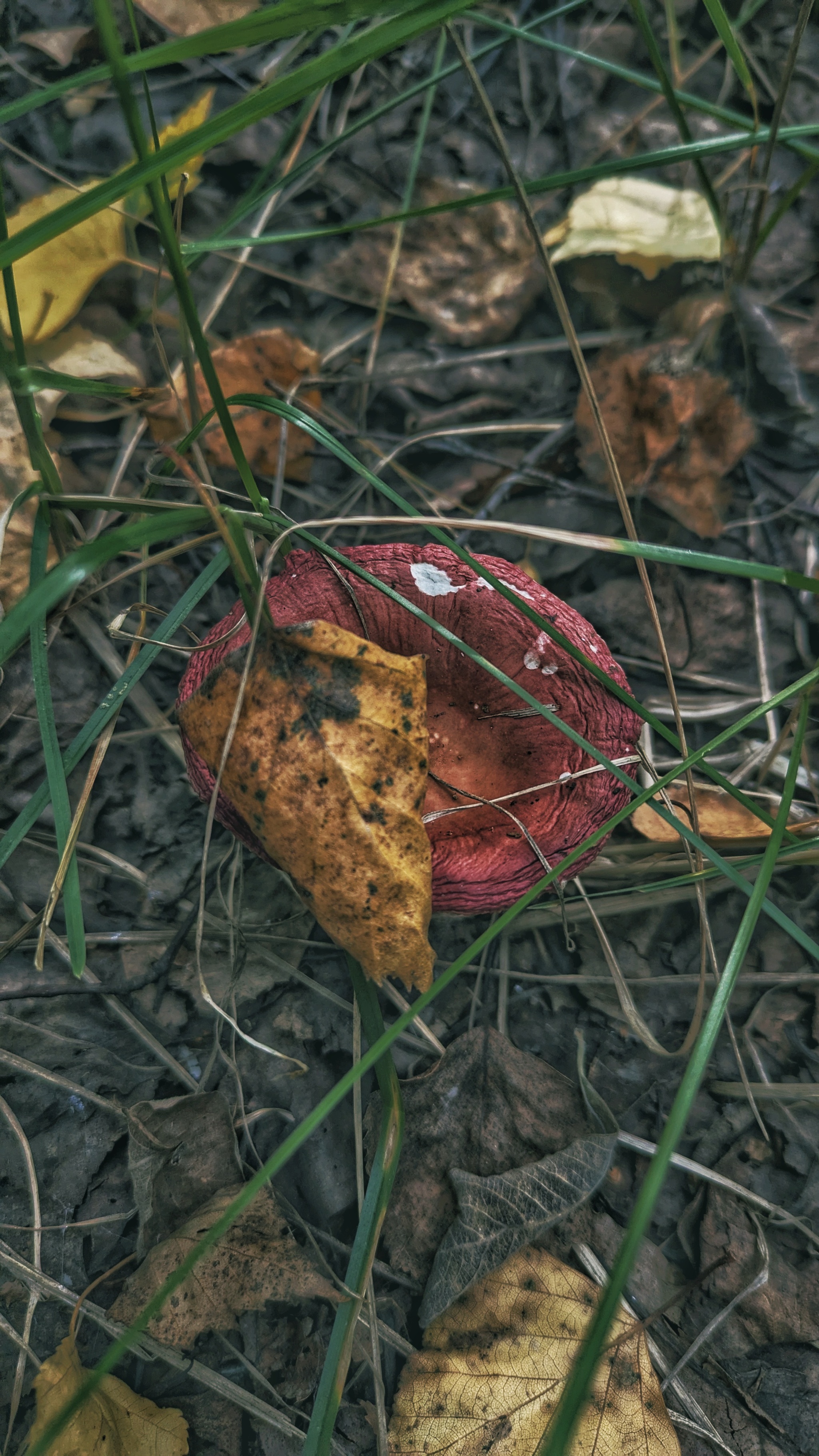 Actually, the second batch of photos from our mini mushroom picking trip... - My, Google, Pixel Art, Google pixel smartphone, Pixel, Vyksa, Nizhny Novgorod Region, Forest, Mushrooms, The photo, Mobile photography, Beautiful view, Grass, Longpost