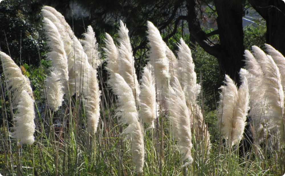 Cortaderia Sello White - My, Garden, Garden, Gardening, Plants, Longpost