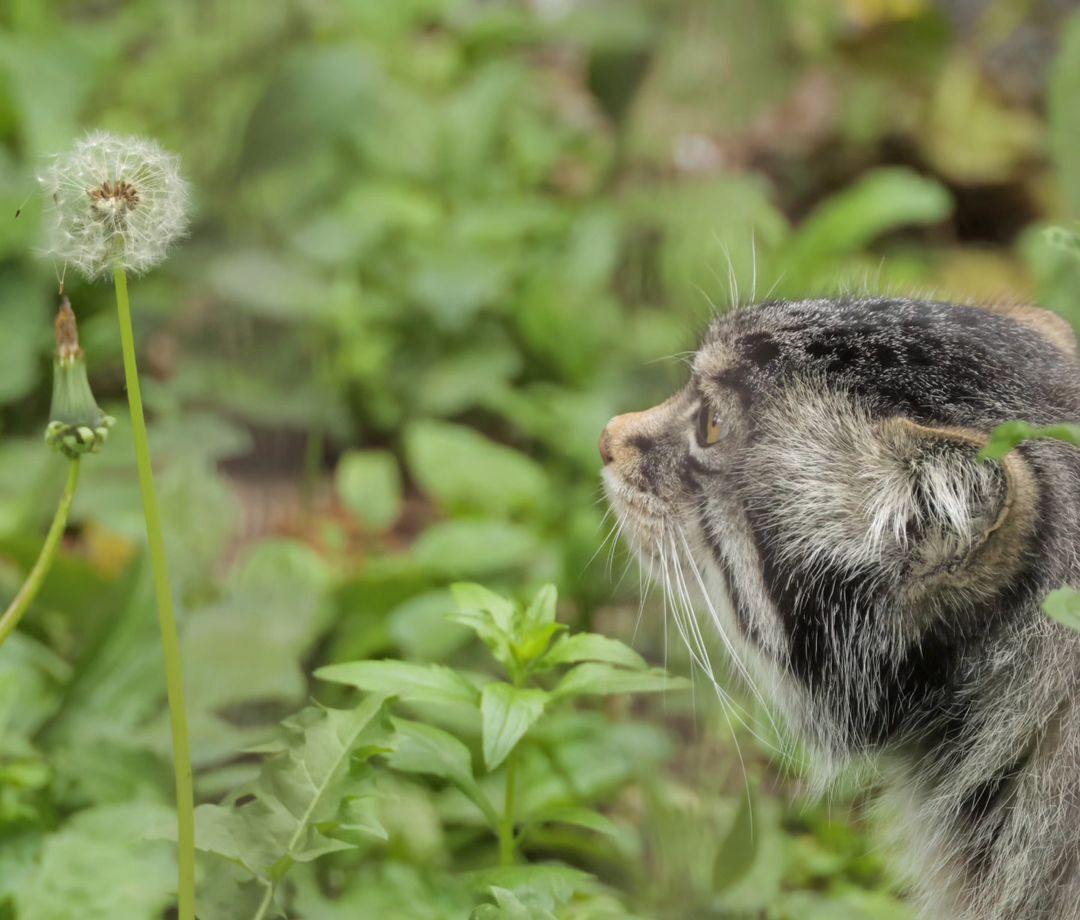 If you don't blow, the miracle won't happen (c) Amayak Akopyan - Pallas' cat, Small cats, Cat family, Predatory animals, Wild animals, Longpost, Dandelion, The photo, Zoo