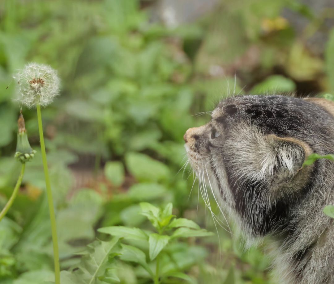 If you don't blow, the miracle won't happen (c) Amayak Akopyan - Pallas' cat, Small cats, Cat family, Predatory animals, Wild animals, Longpost, Dandelion, The photo, Zoo