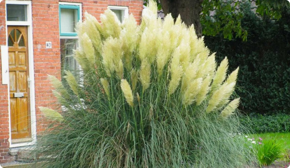 Cortaderia Sello White - My, Garden, Garden, Gardening, Plants, Longpost