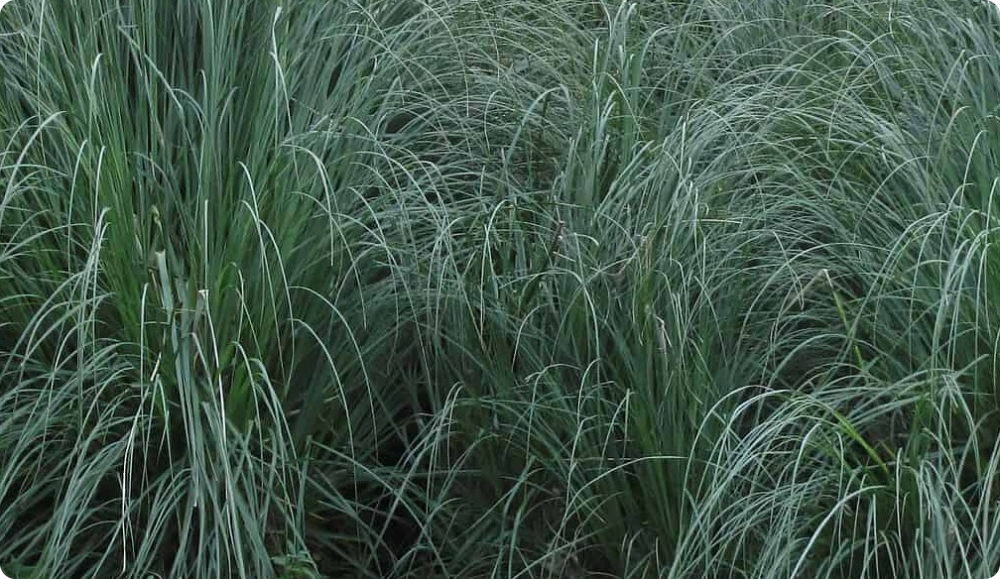 Cortaderia Sello White - My, Garden, Garden, Gardening, Plants, Longpost