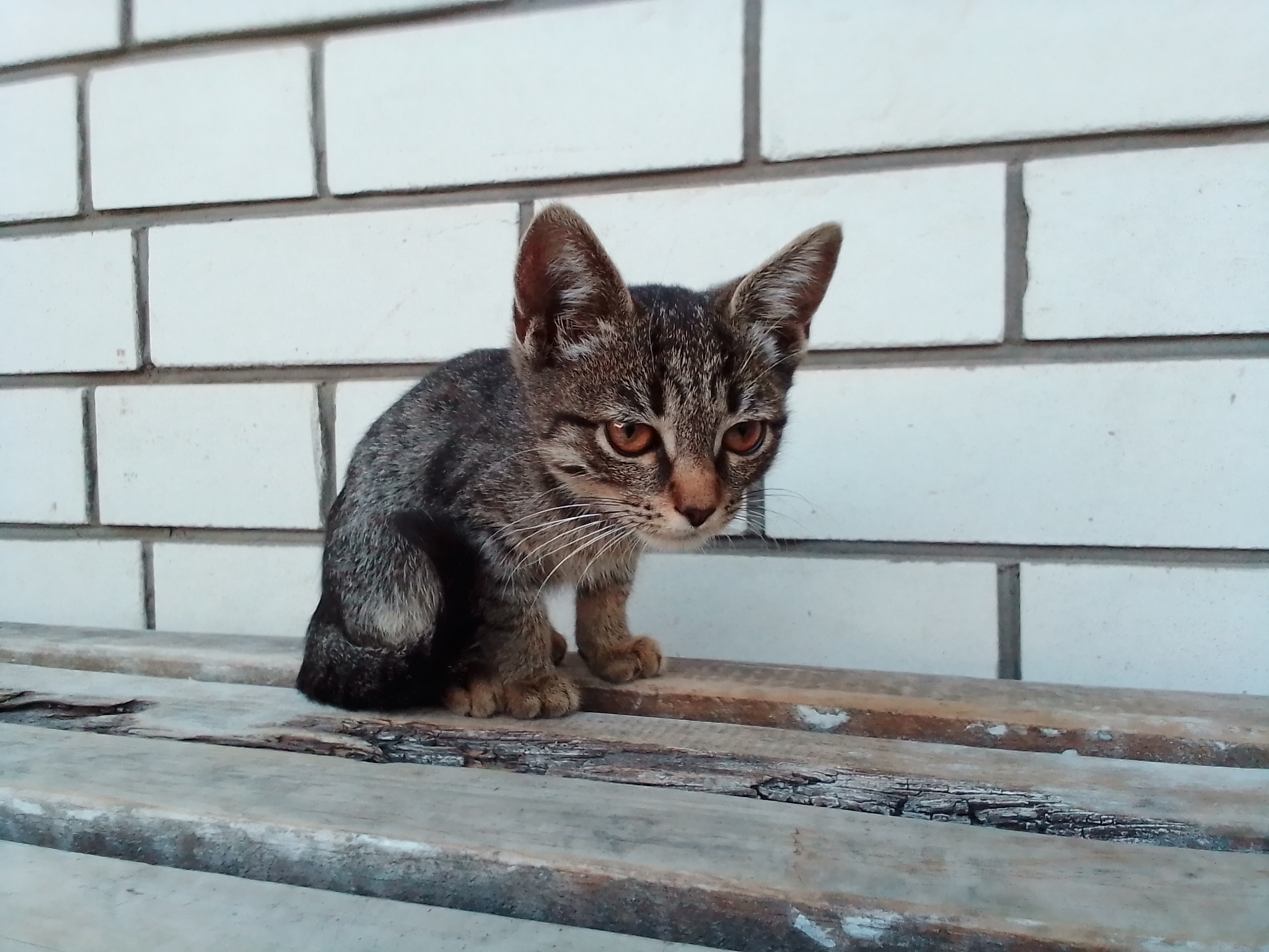 Abandoned kittens. Avito holds a leaky stamp - My, Kittens, Veshenskaya, Good league, In good hands, cat, Homeless animals, Cat lovers, Fluffy, Longpost