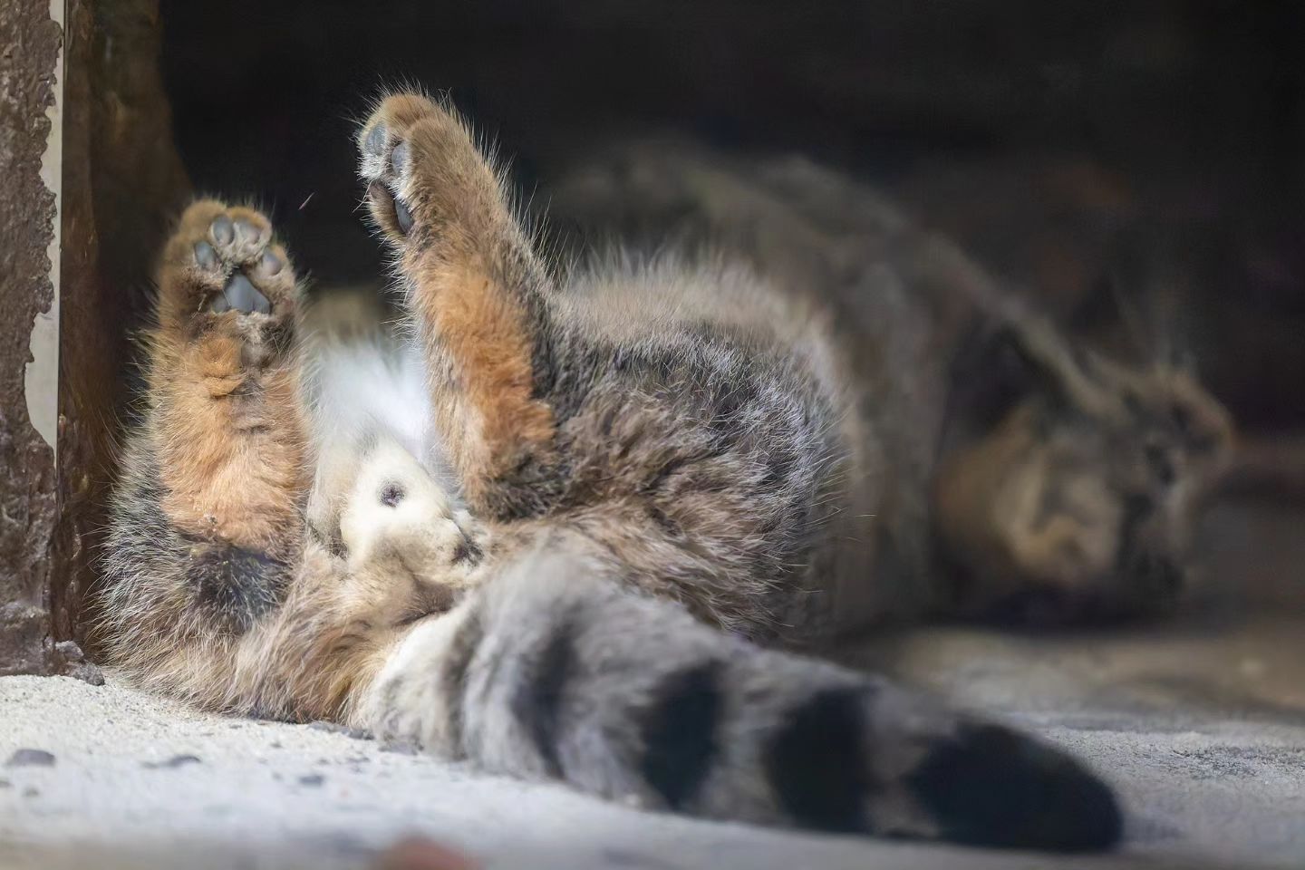 Pallas's cat heart - Wild animals, Predatory animals, Cat family, Pallas' cat, Small cats, Young, The photo, Zoo