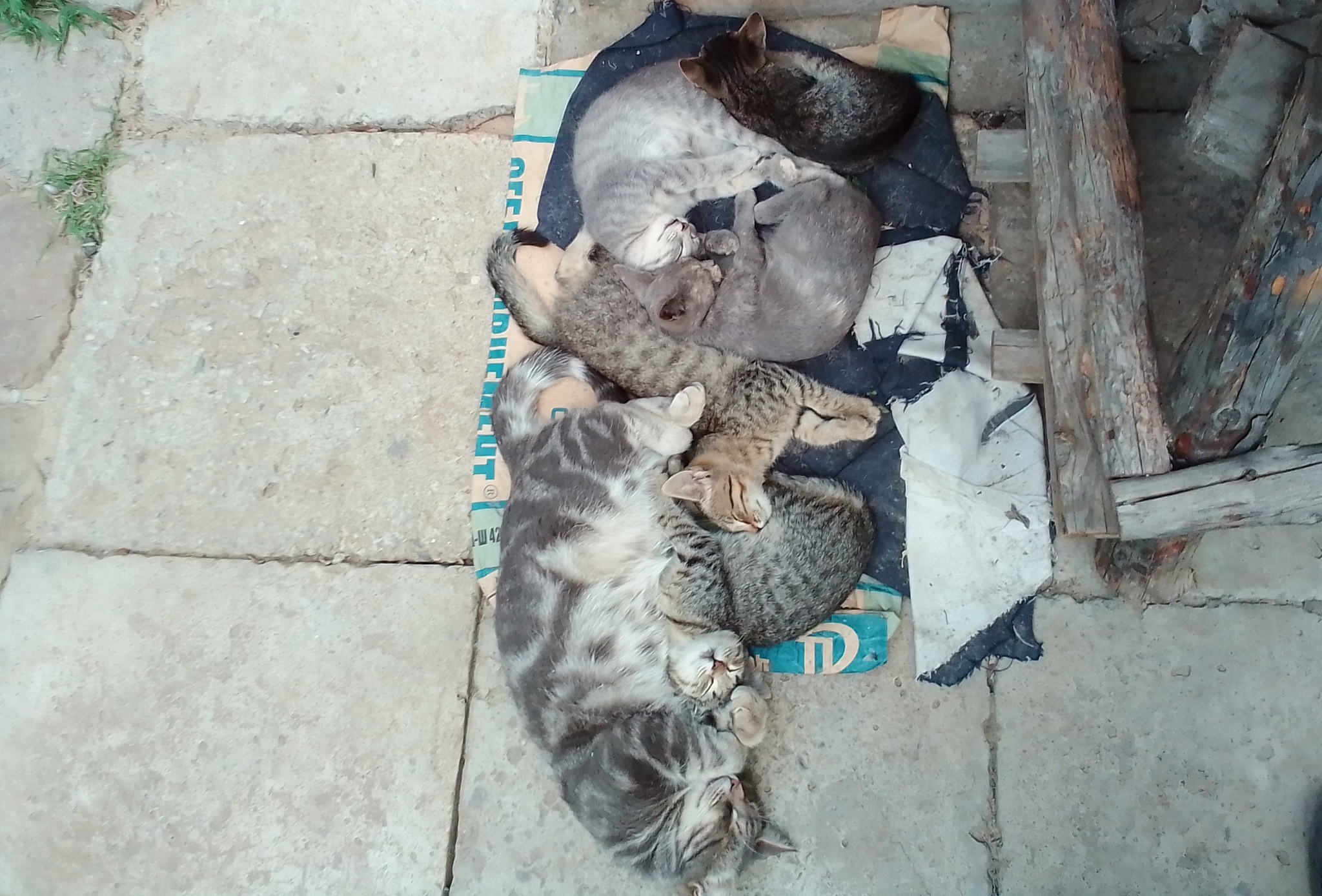 Abandoned kittens. Avito holds a leaky stamp - My, Kittens, Veshenskaya, Good league, In good hands, cat, Homeless animals, Cat lovers, Fluffy, Longpost