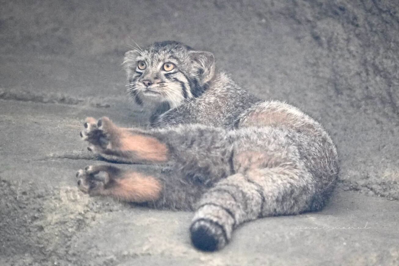 Red heels - Wild animals, Predatory animals, Cat family, Small cats, Pallas' cat, Young, Zoo, The photo, Heels