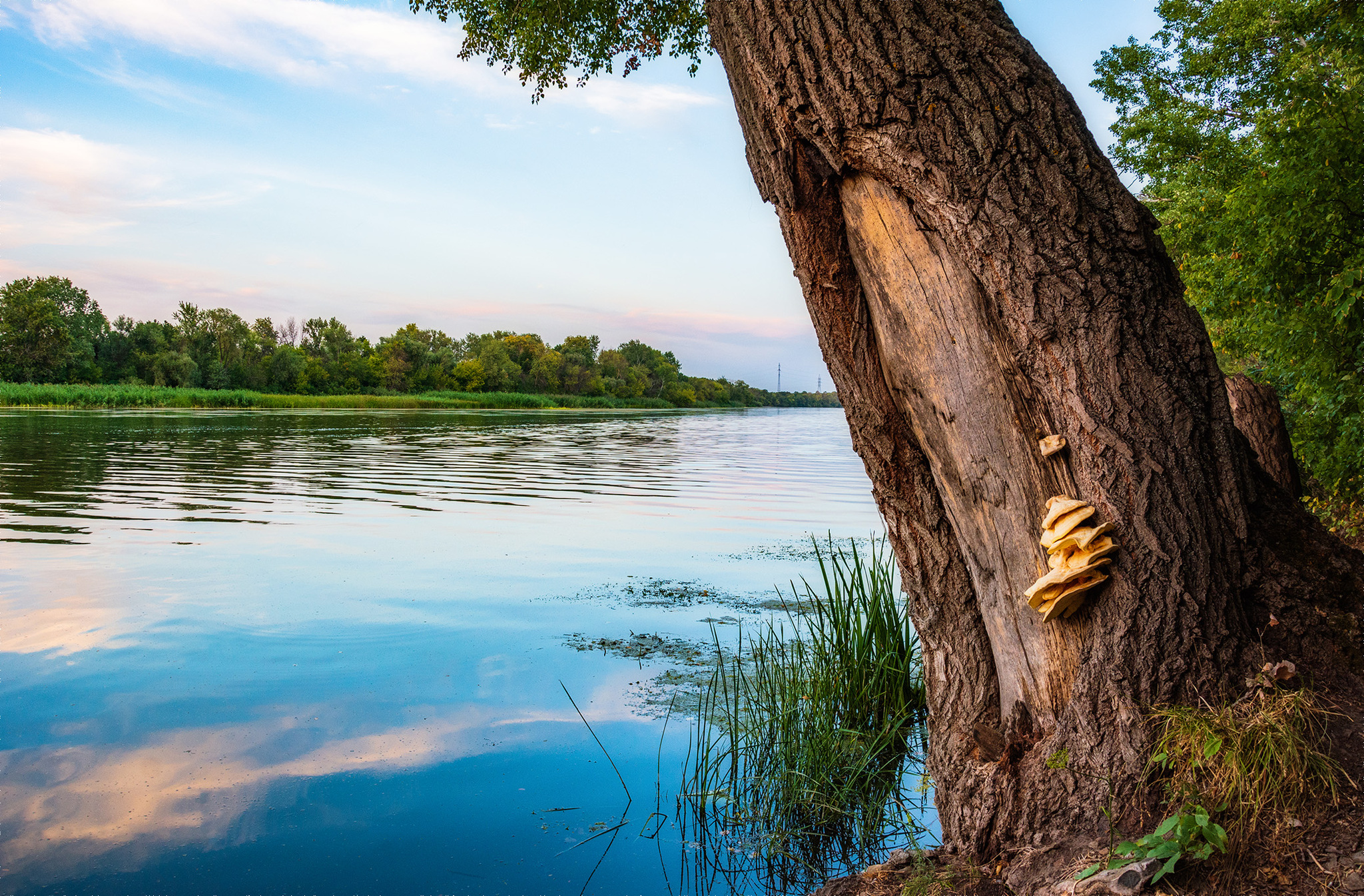 Tree... - My, The photo, Nikon, Nature, Landscape, Sunset, River, Seversky Donets, Tree, Beautiful view