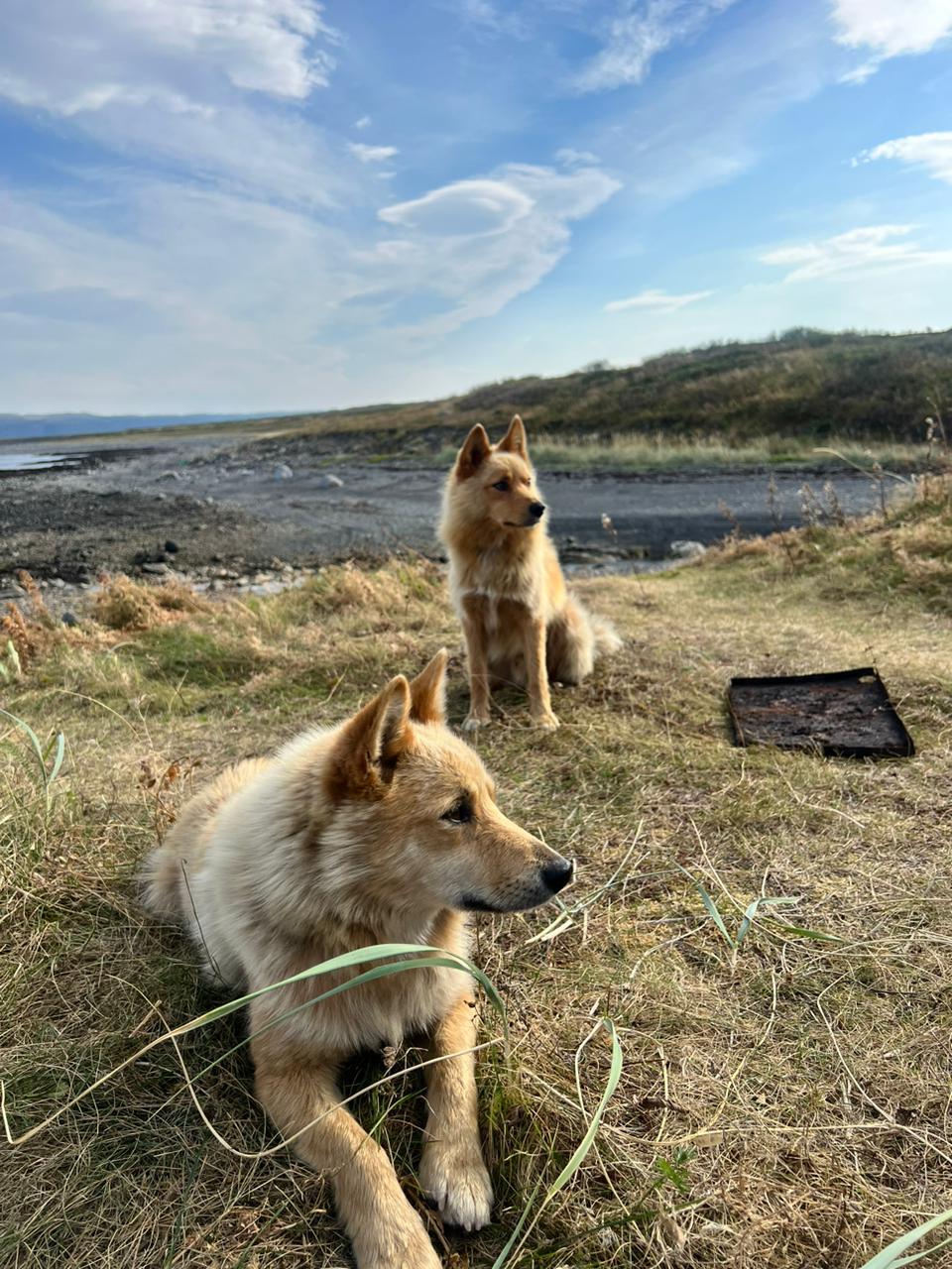 Wild dogs that aren't wild at all)) - My, Peninsula Middle, Stray dogs, Kola North, North