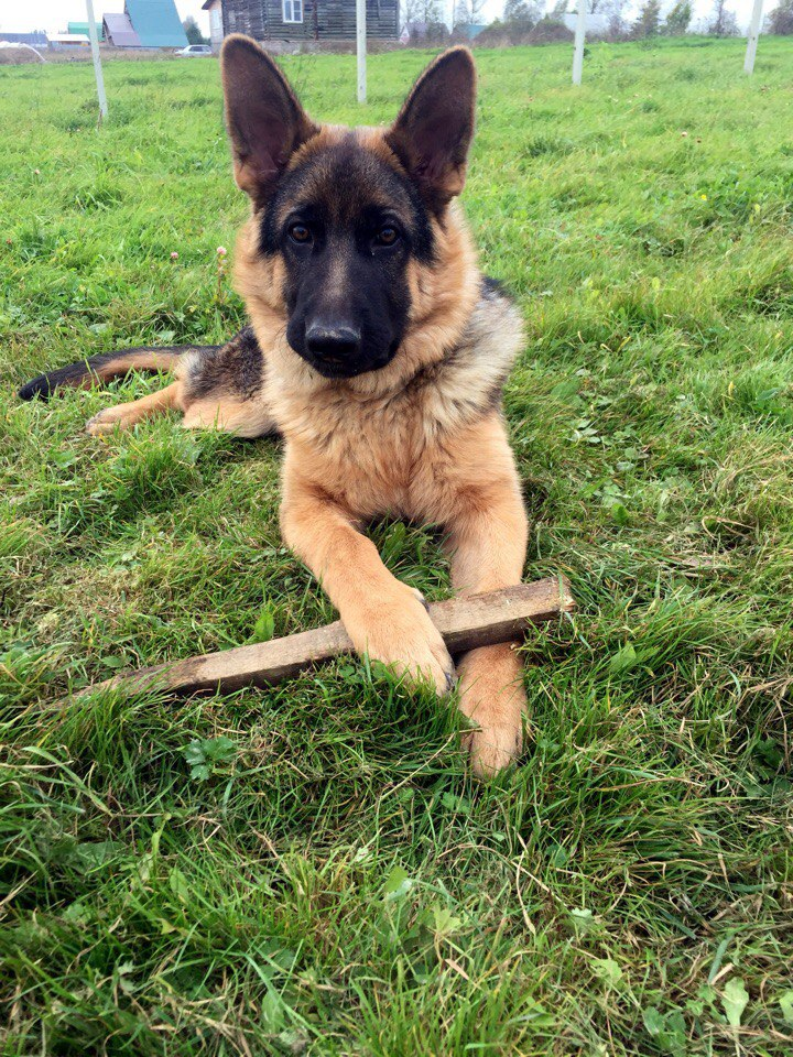 Security guard - Humor, Dog, German Shepherd, Longpost, The photo