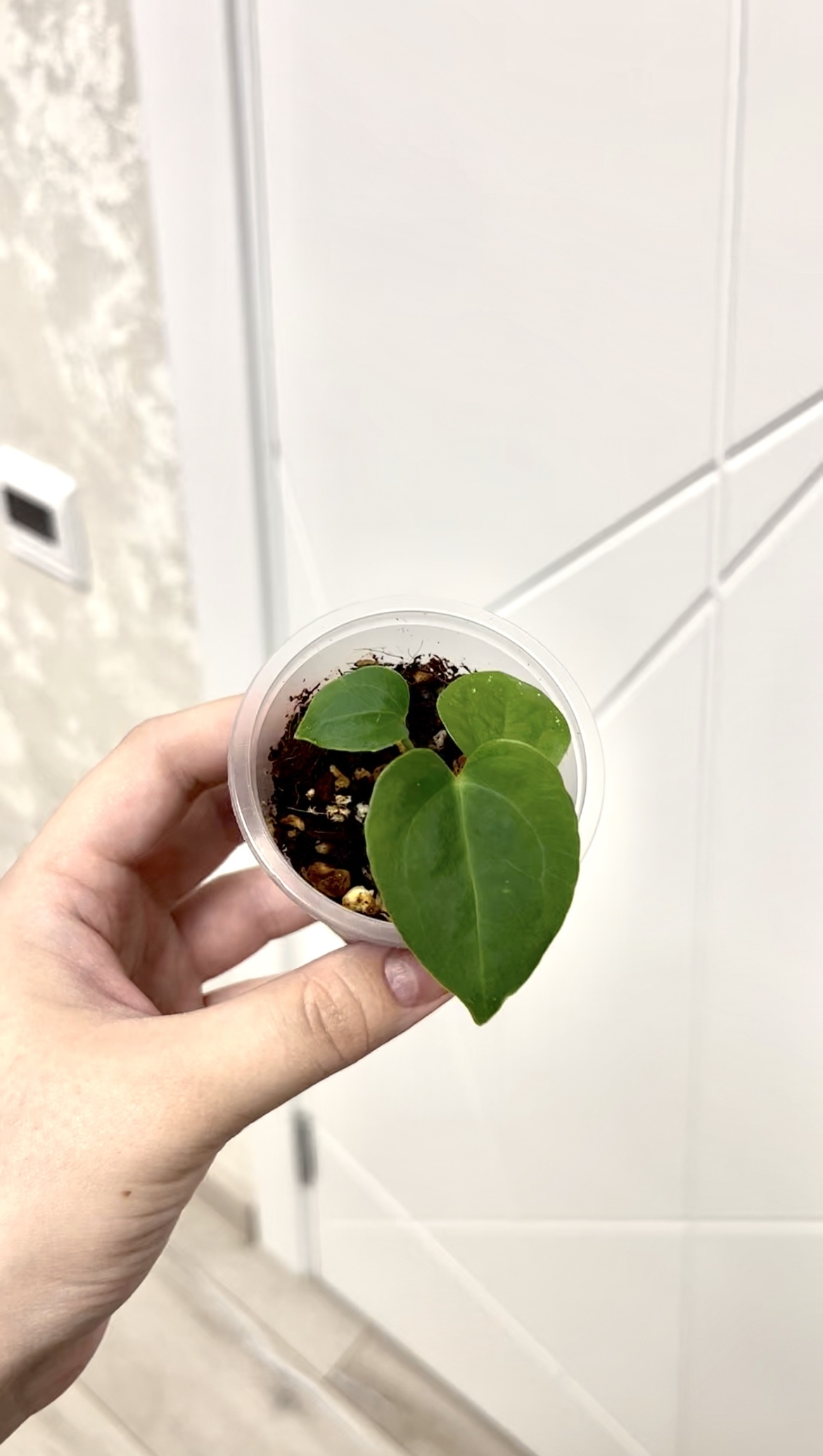 My first anthurium from a seed - My, Houseplants, Plants, Anthurium, Gardening, Longpost