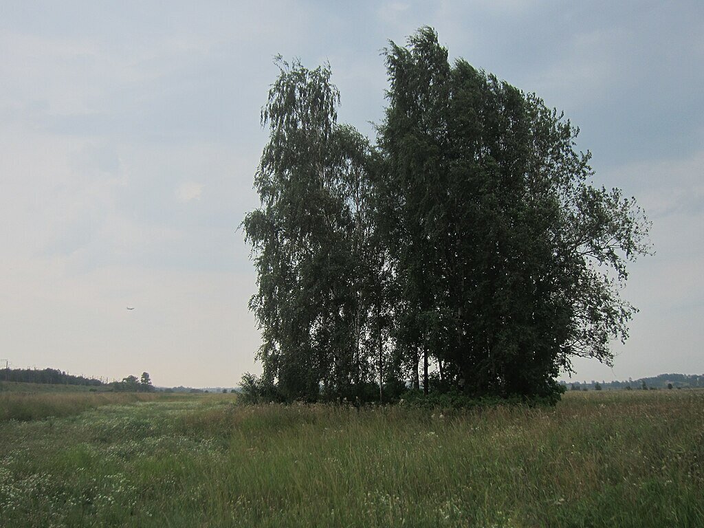 We're Falling, It's the End Il-18 Crash Near Leningrad - My, Airplane, Aviation, The airport, Flight, civil Aviation, the USSR, Incident, Catastrophe, Plane crash, Leningrad, Longpost, Negative