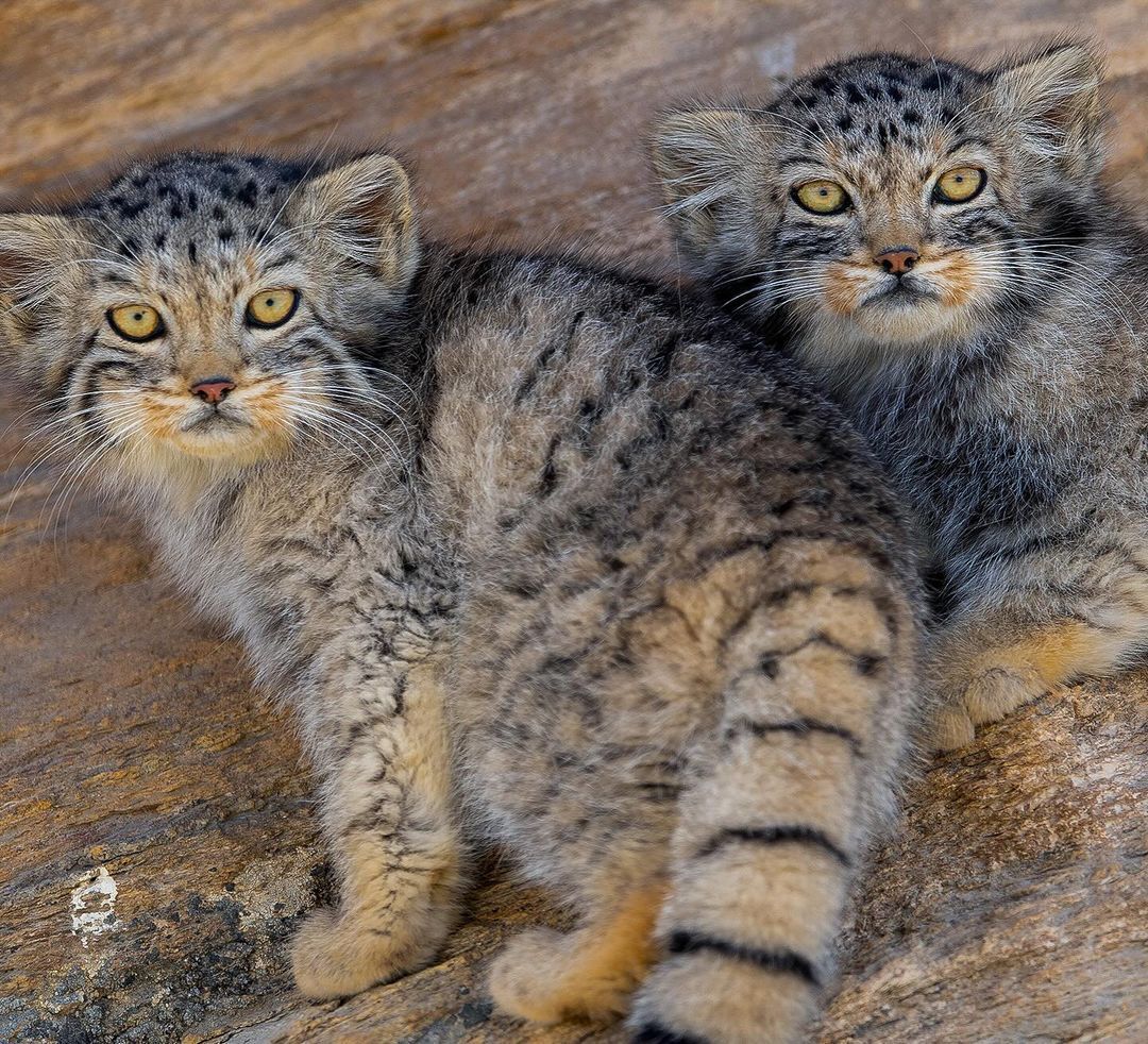 Waiting for Mom - Young, Pallas' cat, Small cats, Cat family, Predatory animals, Wild animals, wildlife, Ladakh, India, The photo