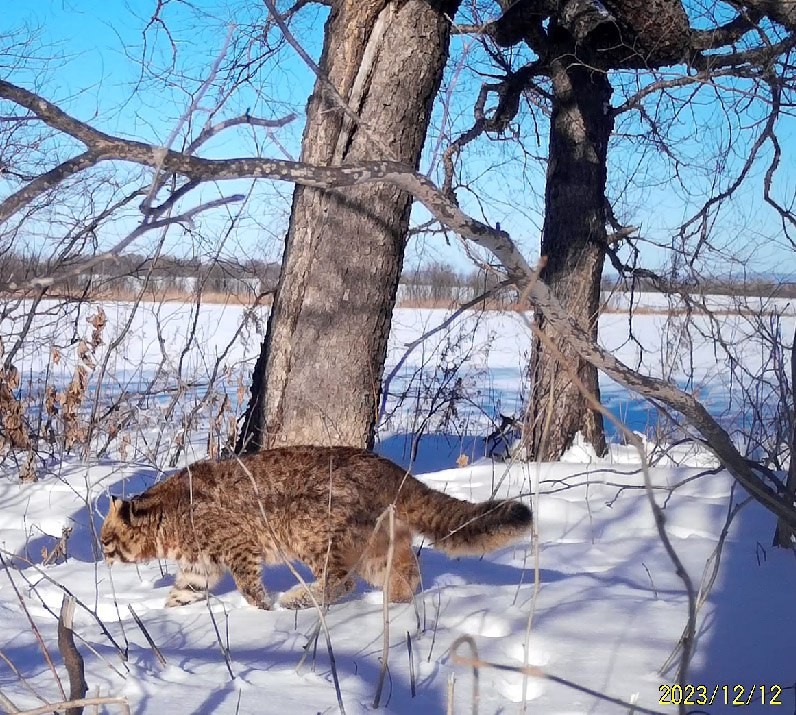 A Far Eastern wildcat marks a tree, trying to climb as high as possible - Far Eastern Forest Cat, Amur region, Flag Territory, wildlife, Wild animals, Small cats, Cat family, Predatory animals, Video, Telegram (link), Longpost