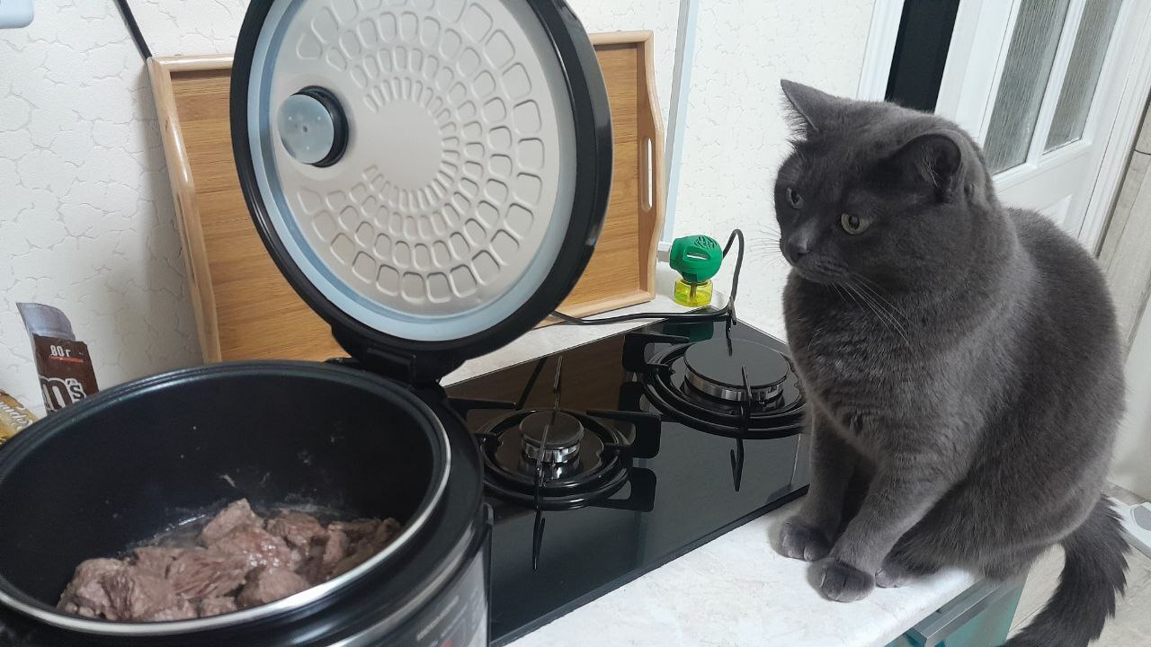 You're cooking meat incorrectly! - My, cat, Pets, Pet the cat, Fluffy, Kitchen, The photo