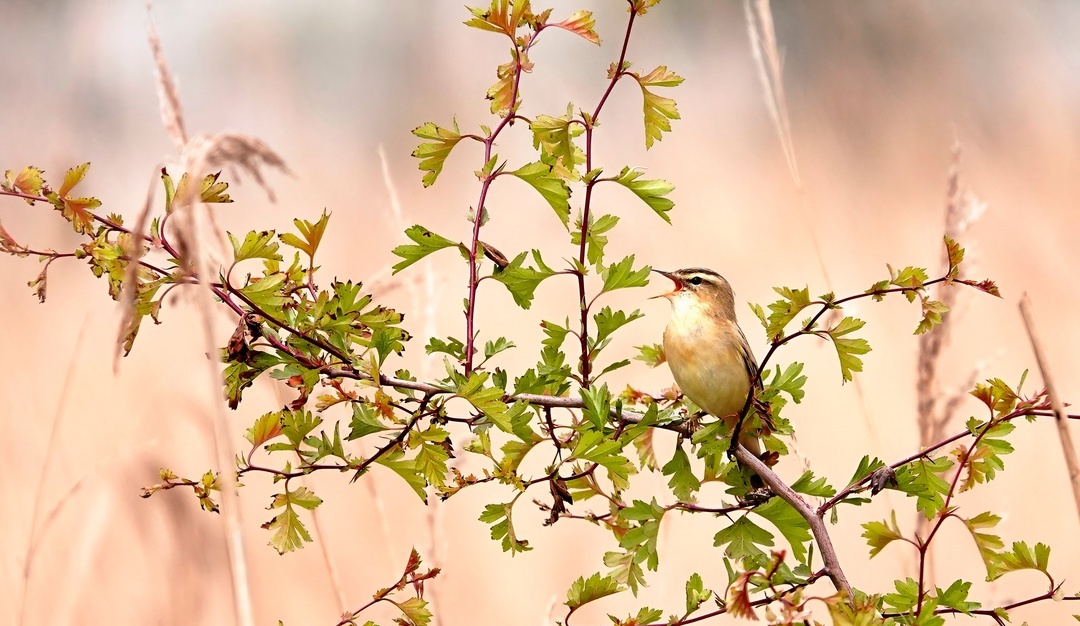 Reed warbler - My, The photo, Netherlands (Holland), Nature, Birds