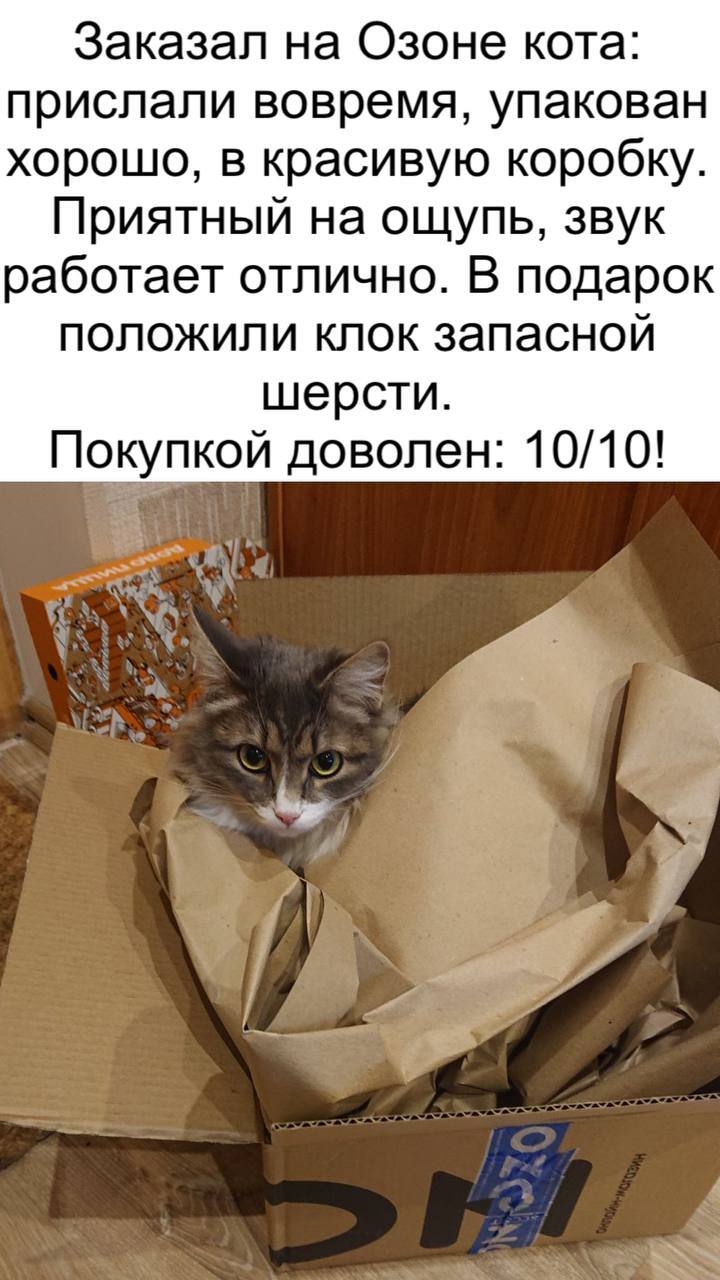 My best order on the marketplace - Picture with text, Humor, cat, Delivery, Marketplace, Ozon, Box, Telegram (link)