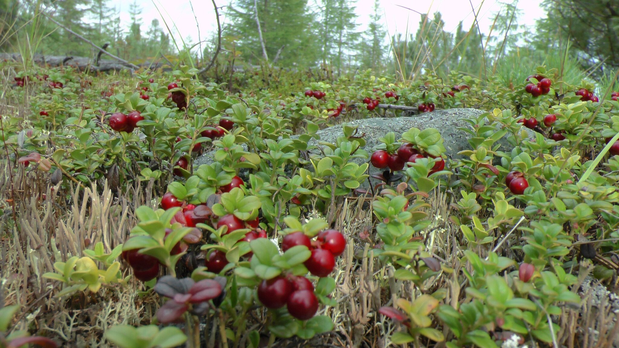 Not just citrus: why do we need red berries - Healthy lifestyle, Health, Research, Medications, Nutrition, Longpost