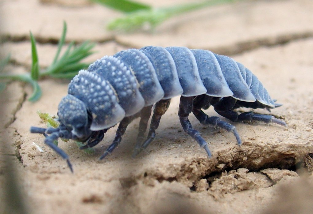 How to get rid of woodlice? - My, Woodlice, Disinfection, Help, Crustaceans, Pests, Apartment