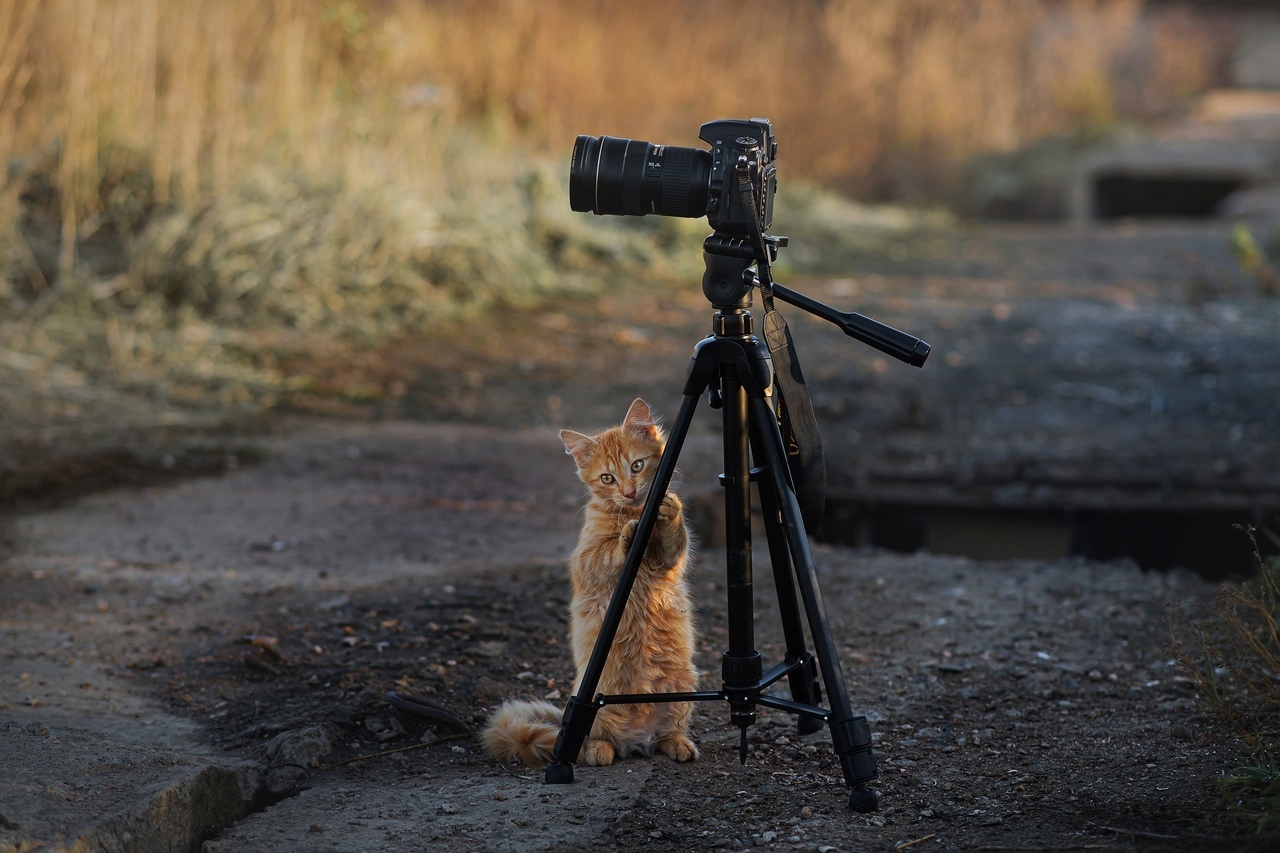 Reply to the post Strict Photographer - cat, The photo, Longpost, Reply to post, VKontakte (link)