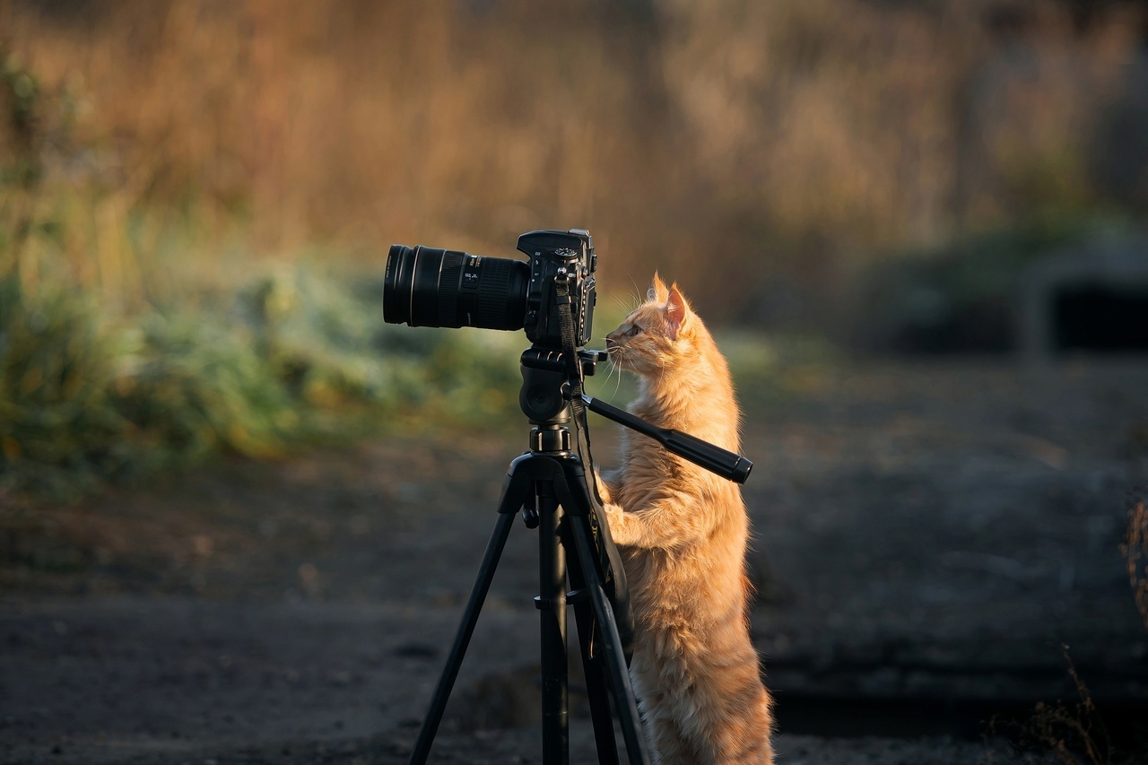 Reply to the post Strict Photographer - cat, The photo, Longpost, Reply to post, VKontakte (link)