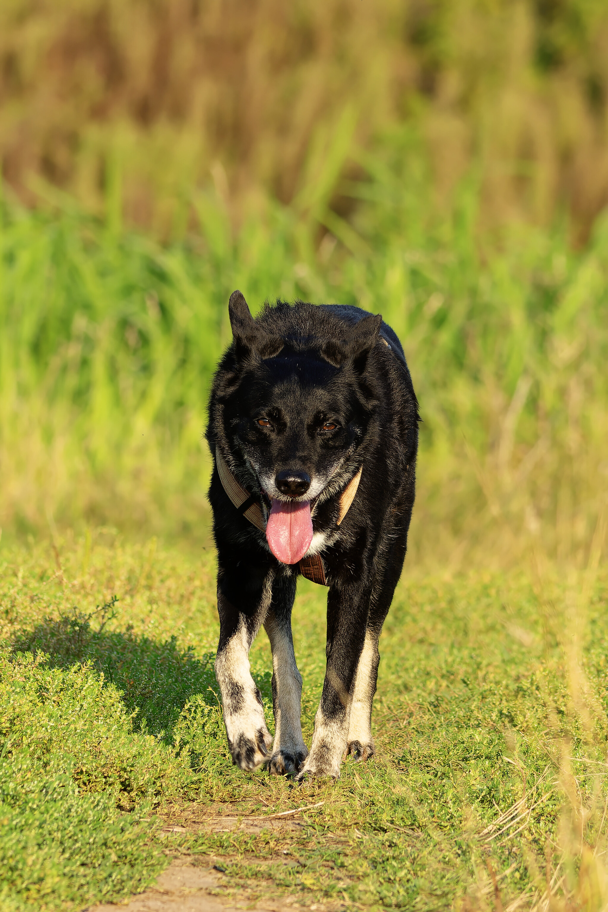 Burdocks - My, Dog lovers, Dog, Pets, Friend, Protection, Story, Longpost