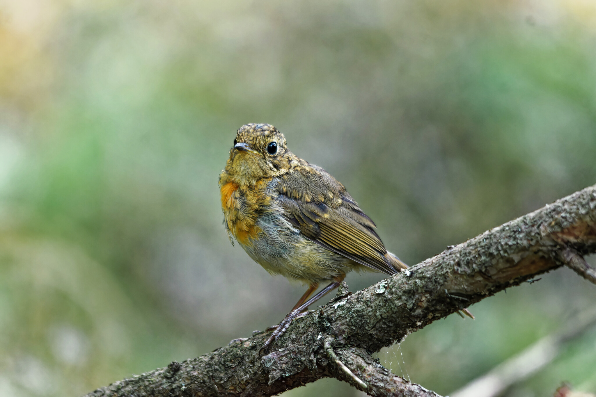 First time in first grade - My, Photo hunting, The nature of Russia, Birds, Hobby, Nature, Ornithology, wildlife, Summer, Forest, The photo