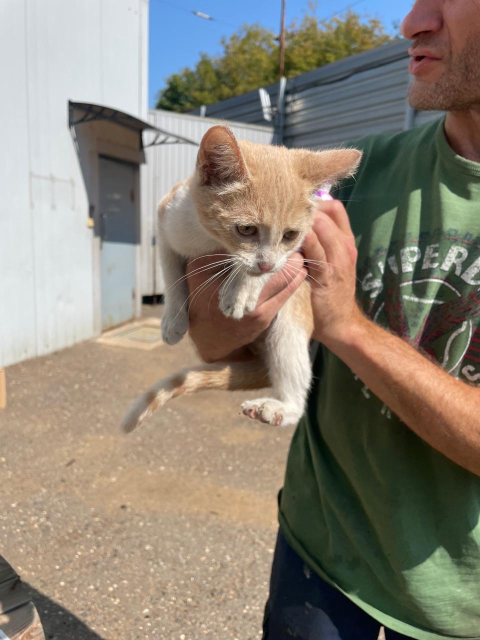 Four small kittens from an industrial area have less than a week to find a home. Unfortunately, there are those they have disturbed - Moscow region, No rating, Kindness, Helping animals, The strength of the Peekaboo, In good hands, Homeless animals, Good league, Kittens, cat, Longpost, Moscow