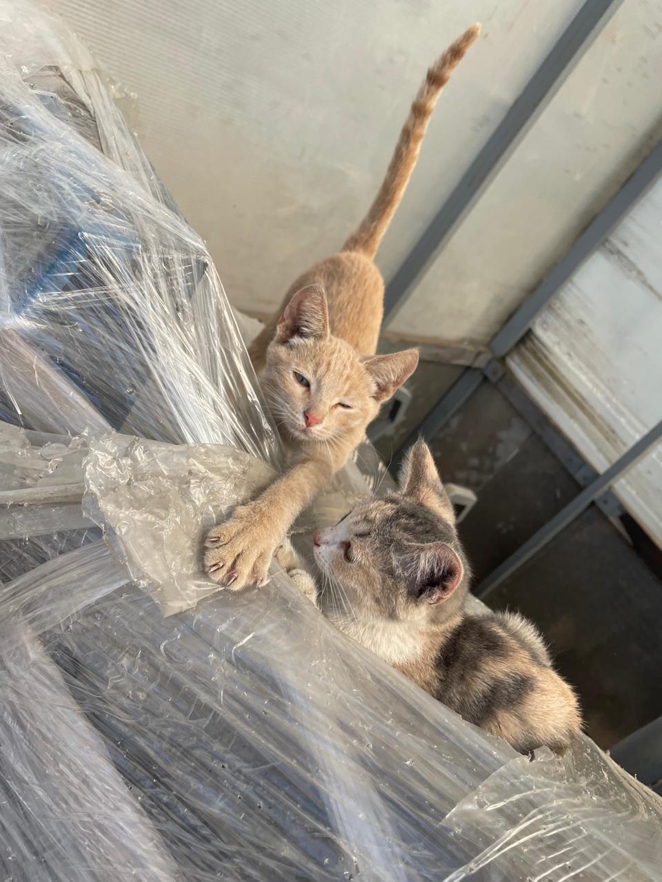 Four small kittens from an industrial area have less than a week to find a home. Unfortunately, there are those they have disturbed - Moscow region, No rating, Kindness, Helping animals, The strength of the Peekaboo, In good hands, Homeless animals, Good league, Kittens, cat, Longpost, Moscow