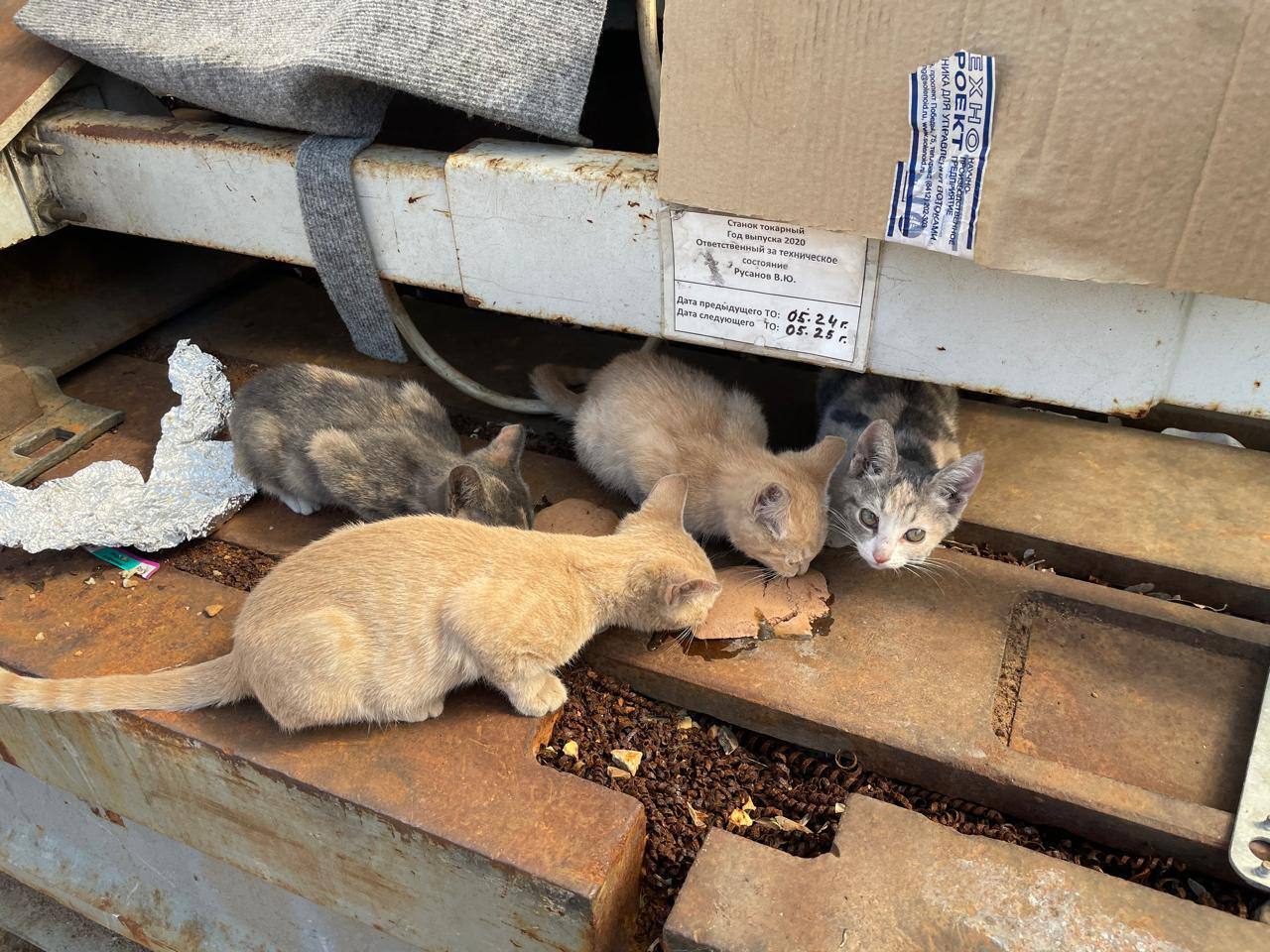 Four small kittens from an industrial area have less than a week to find a home. Unfortunately, there are those they have disturbed - Moscow region, No rating, Kindness, Helping animals, The strength of the Peekaboo, In good hands, Homeless animals, Good league, Kittens, cat, Longpost, Moscow