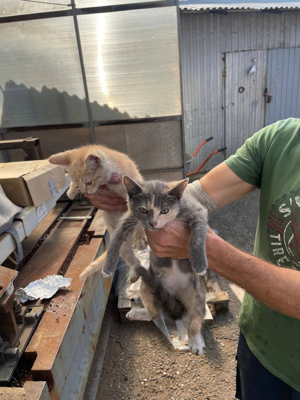 Four small kittens from an industrial area have less than a week to find a home. Unfortunately, there are those they have disturbed - Moscow region, No rating, Kindness, Helping animals, The strength of the Peekaboo, In good hands, Homeless animals, Good league, Kittens, cat, Longpost, Moscow