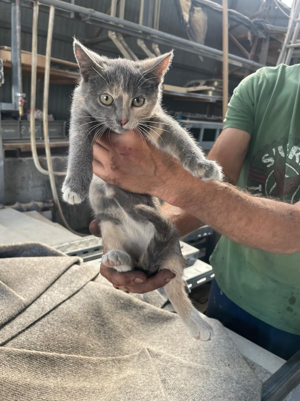 Four small kittens from an industrial area have less than a week to find a home. Unfortunately, there are those they have disturbed - Moscow region, No rating, Kindness, Helping animals, The strength of the Peekaboo, In good hands, Homeless animals, Good league, Kittens, cat, Longpost, Moscow