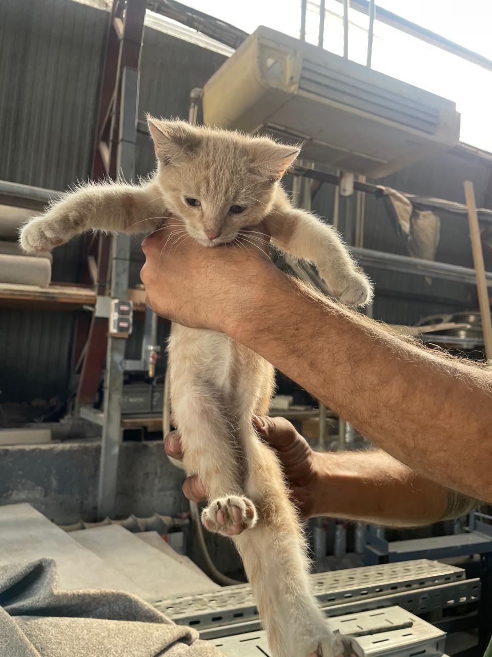 Four small kittens from an industrial area have less than a week to find a home. Unfortunately, there are those they have disturbed - Moscow region, No rating, Kindness, Helping animals, The strength of the Peekaboo, In good hands, Homeless animals, Good league, Kittens, cat, Longpost, Moscow