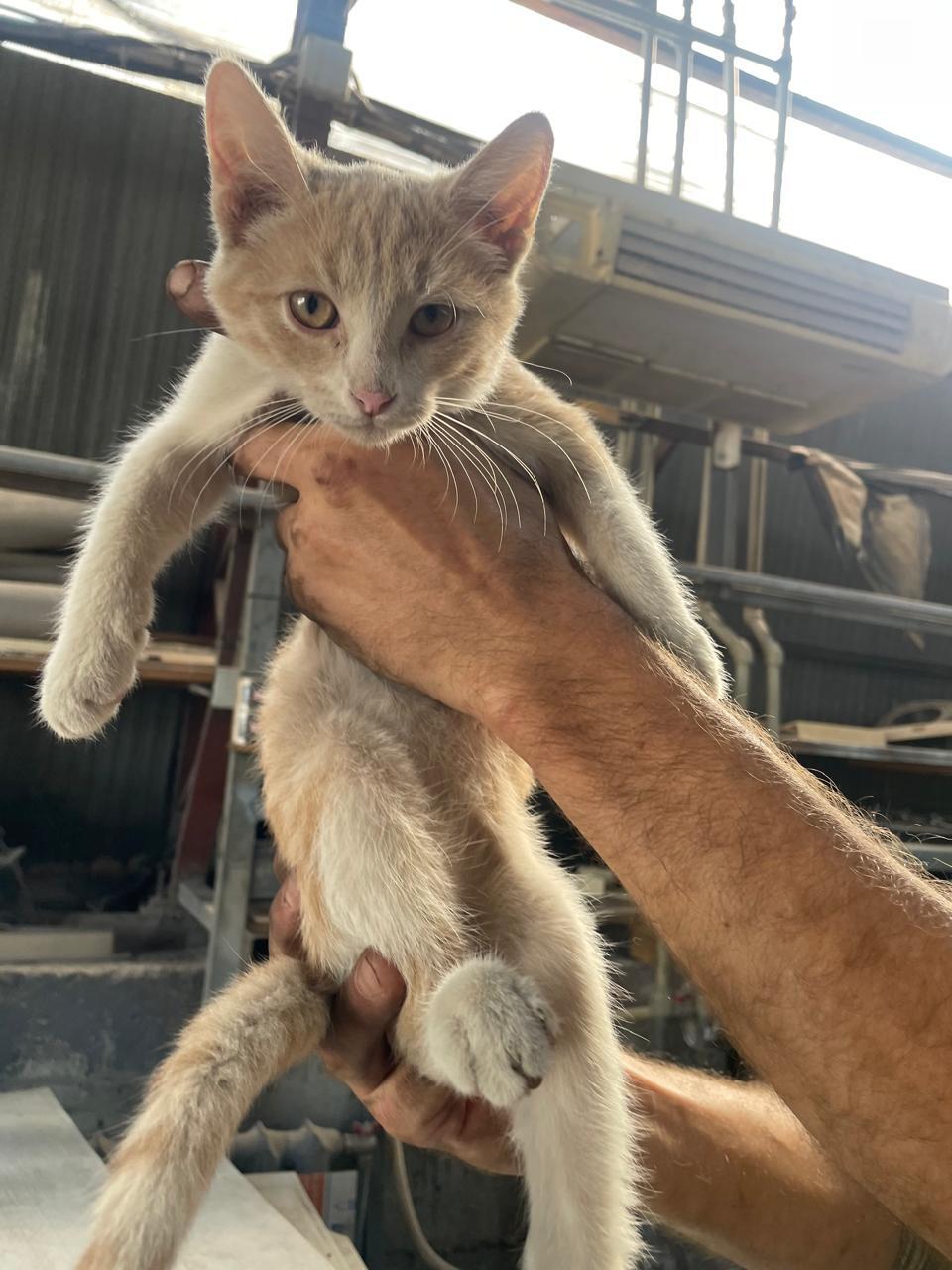 Four small kittens from an industrial area have less than a week to find a home. Unfortunately, there are those they have disturbed - Moscow region, No rating, Kindness, Helping animals, The strength of the Peekaboo, In good hands, Homeless animals, Good league, Kittens, cat, Longpost, Moscow