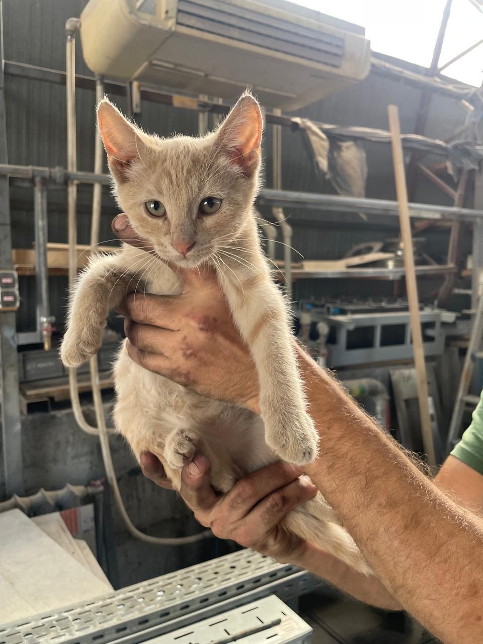 Four small kittens from an industrial area have less than a week to find a home. Unfortunately, there are those they have disturbed - Moscow region, No rating, Kindness, Helping animals, The strength of the Peekaboo, In good hands, Homeless animals, Good league, Kittens, cat, Longpost, Moscow