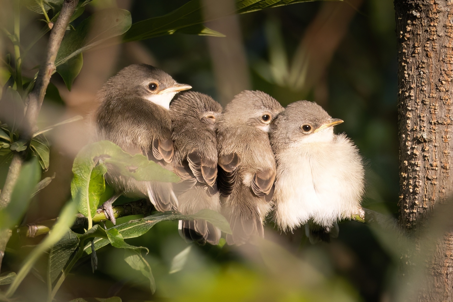 Birds portraits part 6 - My, Picture with text, Bird watching, The photo, Birds, Warbler, gray flycatcher, Zhulan Sorokoput, Larks, Ornithology, Ornithology League, Longpost