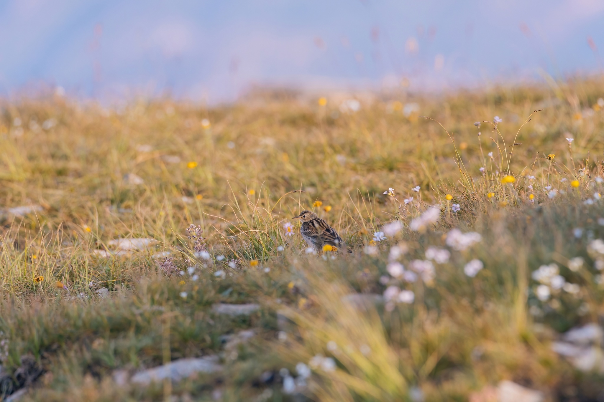 Birds portraits part 6 - My, Picture with text, Bird watching, The photo, Birds, Warbler, gray flycatcher, Zhulan Sorokoput, Larks, Ornithology, Ornithology League, Longpost