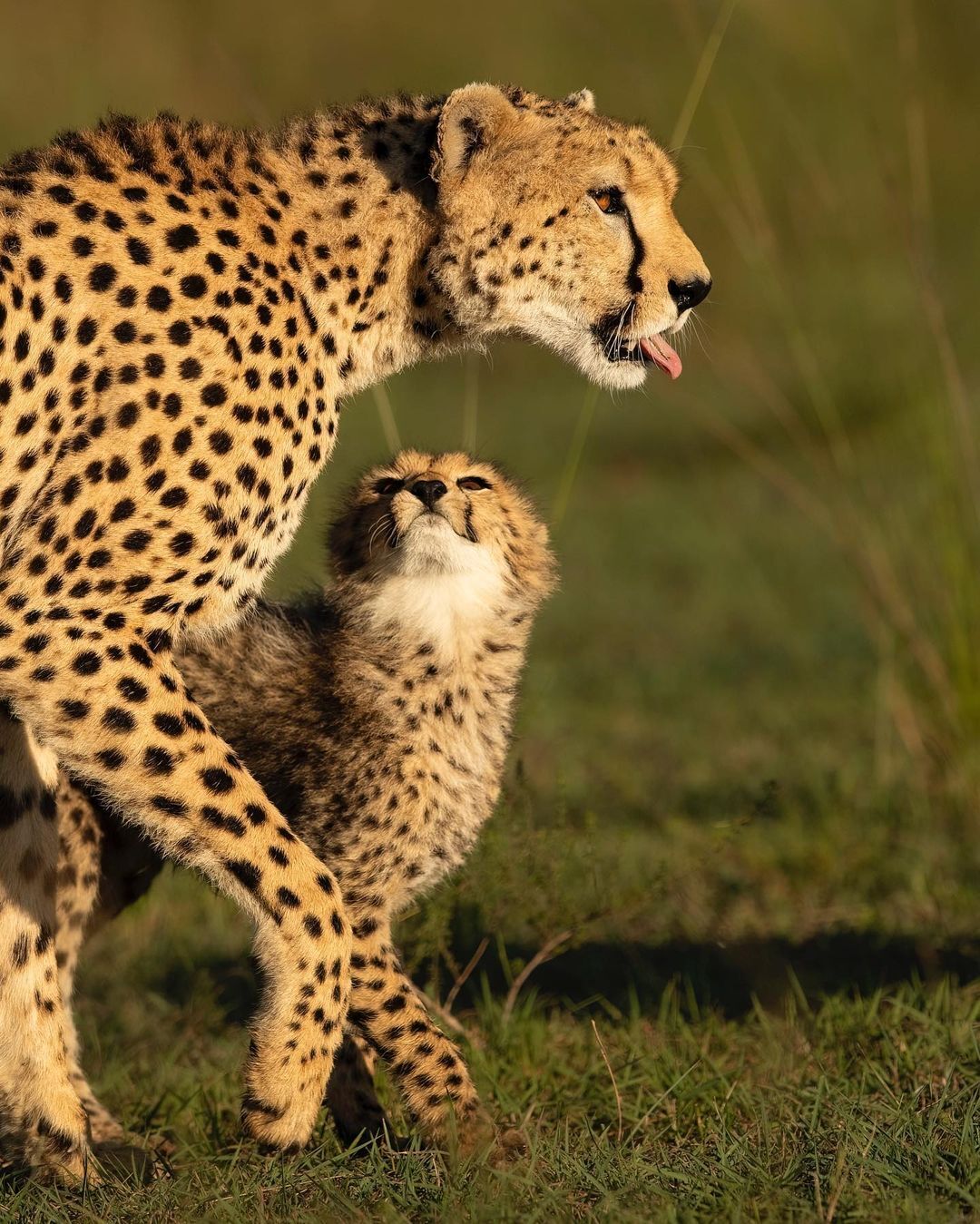 Mom took me hunting - Young, Cheetah, Small cats, Cat family, Predatory animals, Wild animals, wildlife, Reserves and sanctuaries, Masai Mara, Africa, The photo