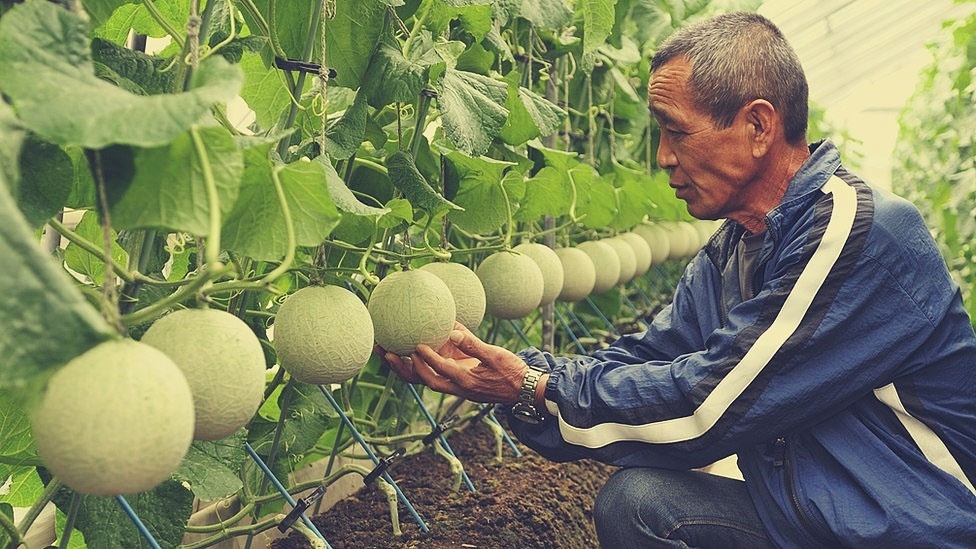 Маскировка - Фотография, Бахча, Дыня, Япония, Хокку