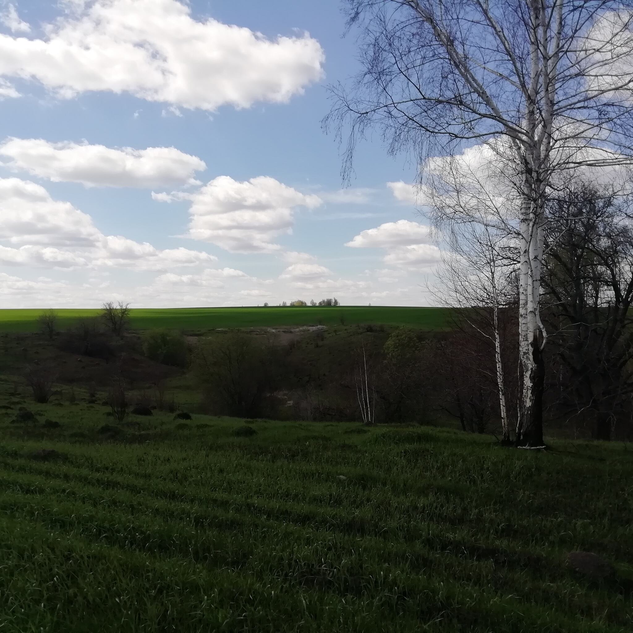 Another view of the fields - My, The photo, Mobile photography, Field, Nature, View