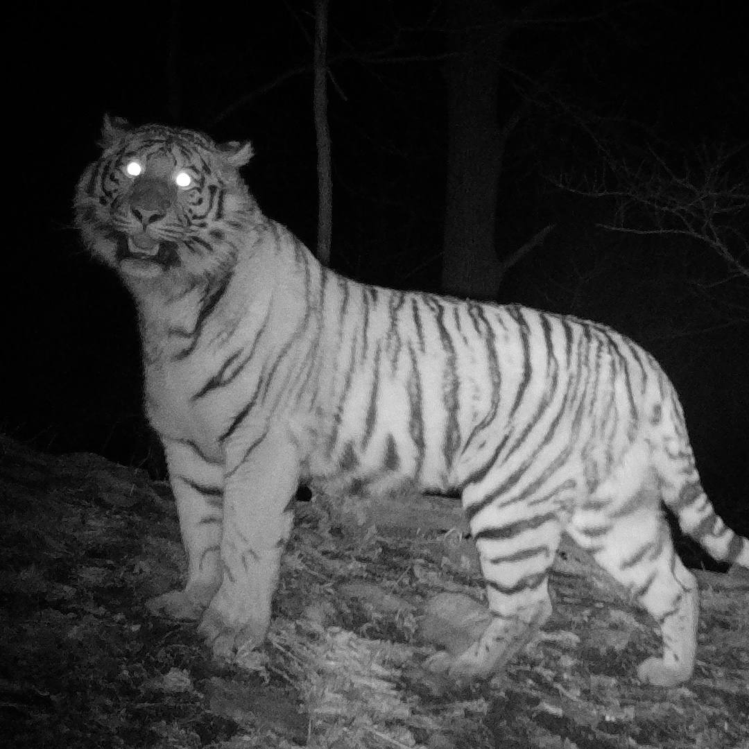 Smile! You are being filmed by a hidden camera - Amur tiger, Smile, The photo, Cat family, Tiger, Phototrap, Predatory animals, Wild animals, wildlife, Big cats, Flemen, National park, Land of the Leopard, Primorsky Krai, Black and white photo, Telegram (link)