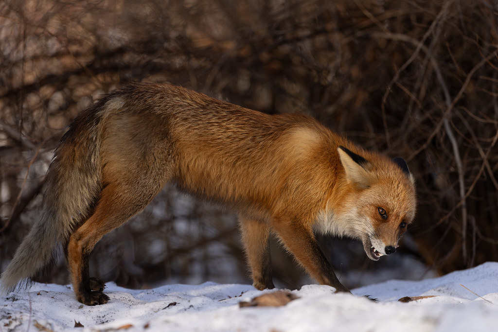 Photo hunt for a red predator - My, Photo hunting, The nature of Russia, Fox, In the animal world, Wild animals, Longpost