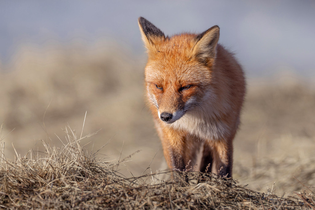 Photo hunt for a red predator - My, Photo hunting, The nature of Russia, Fox, In the animal world, Wild animals, Longpost