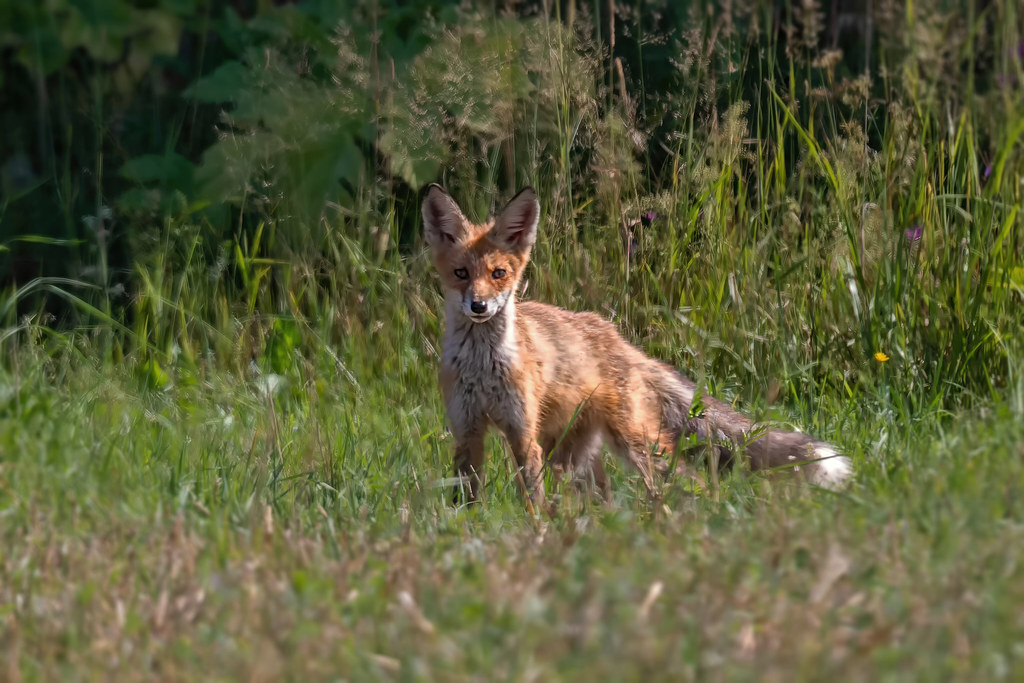 Photo hunt for a red predator - My, Photo hunting, The nature of Russia, Fox, In the animal world, Wild animals, Longpost