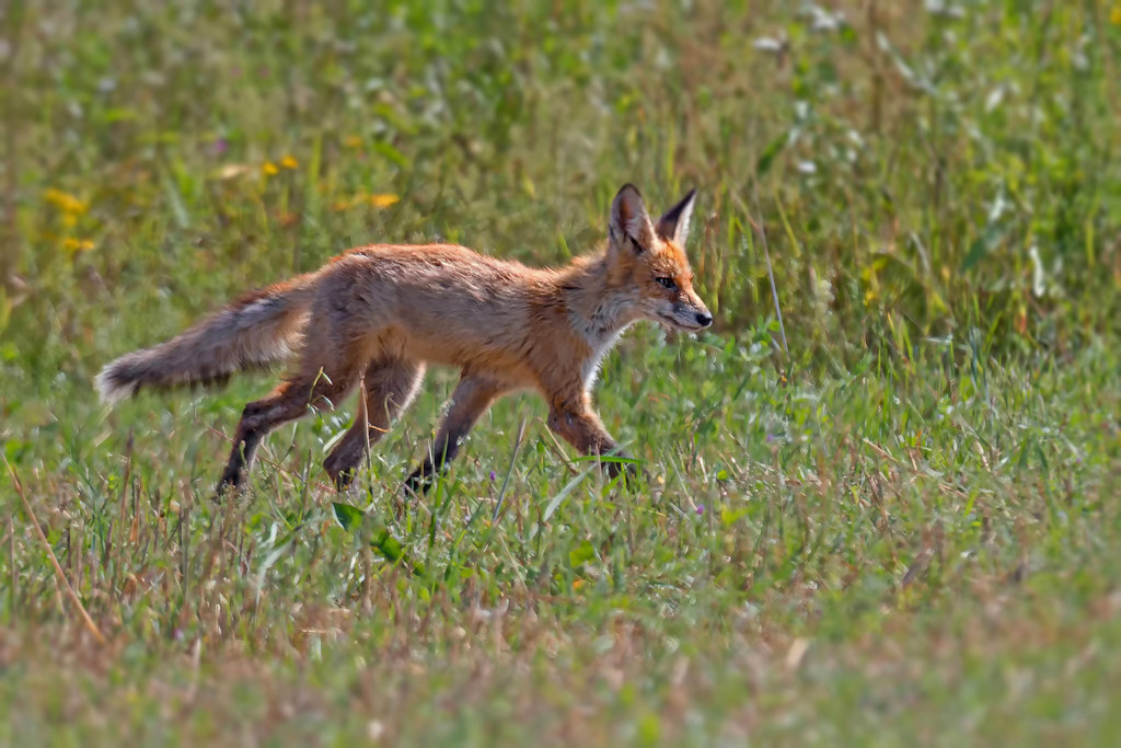 Photo hunt for a red predator - My, Photo hunting, The nature of Russia, Fox, In the animal world, Wild animals, Longpost